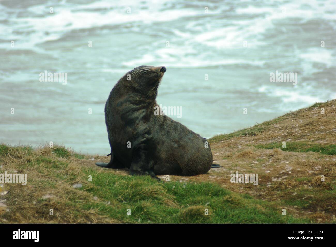 New Zealand fur seal on the Otago Peninsula, New Zealand Stock Photo