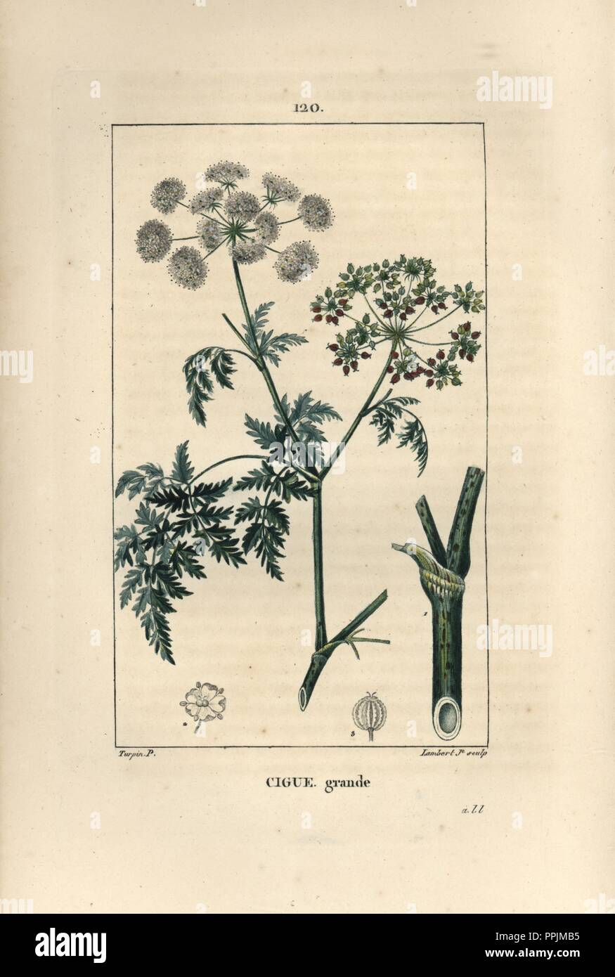 CONIUM MACULATUM Ciguë officinale graines!