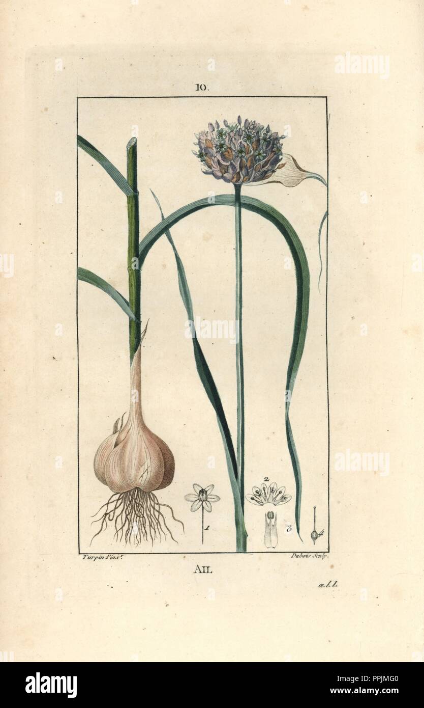 Garlic, Allium sativum, showing flower, leaf, bulb and roots. Handcoloured stipple copperplate engraving by Dubois from a drawing by Pierre Jean-Francois Turpin from Chaumeton, Poiret et Chamberet's 'La Flore Medicale,' Paris, Panckoucke, 1830. Turpin (17751840) was one of the three giants of French botanical art of the era alongside Pierre Joseph Redoute and Pancrace Bessa. Stock Photo