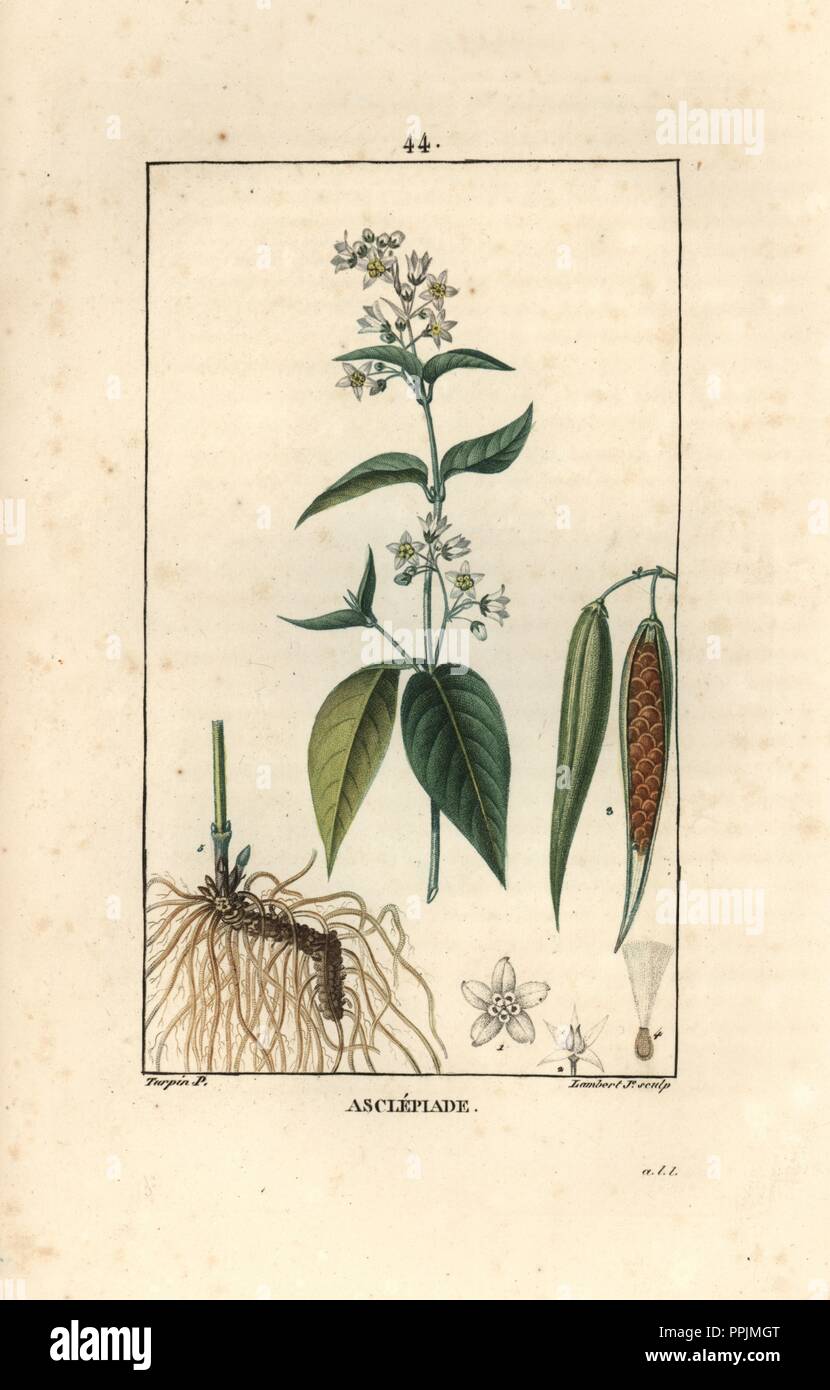 Swallow-wort, Vincetoxicum hirundinaria. Handcoloured stipple copperplate engraving by Lambert Junior from a drawing by Pierre Jean-Francois Turpin from Chaumeton, Poiret et Chamberet's 'La Flore Medicale,' Paris, Panckoucke, 1830. Turpin (17751840) was one of the three giants of French botanical art of the era alongside Pierre Joseph Redoute and Pancrace Bessa. Stock Photo