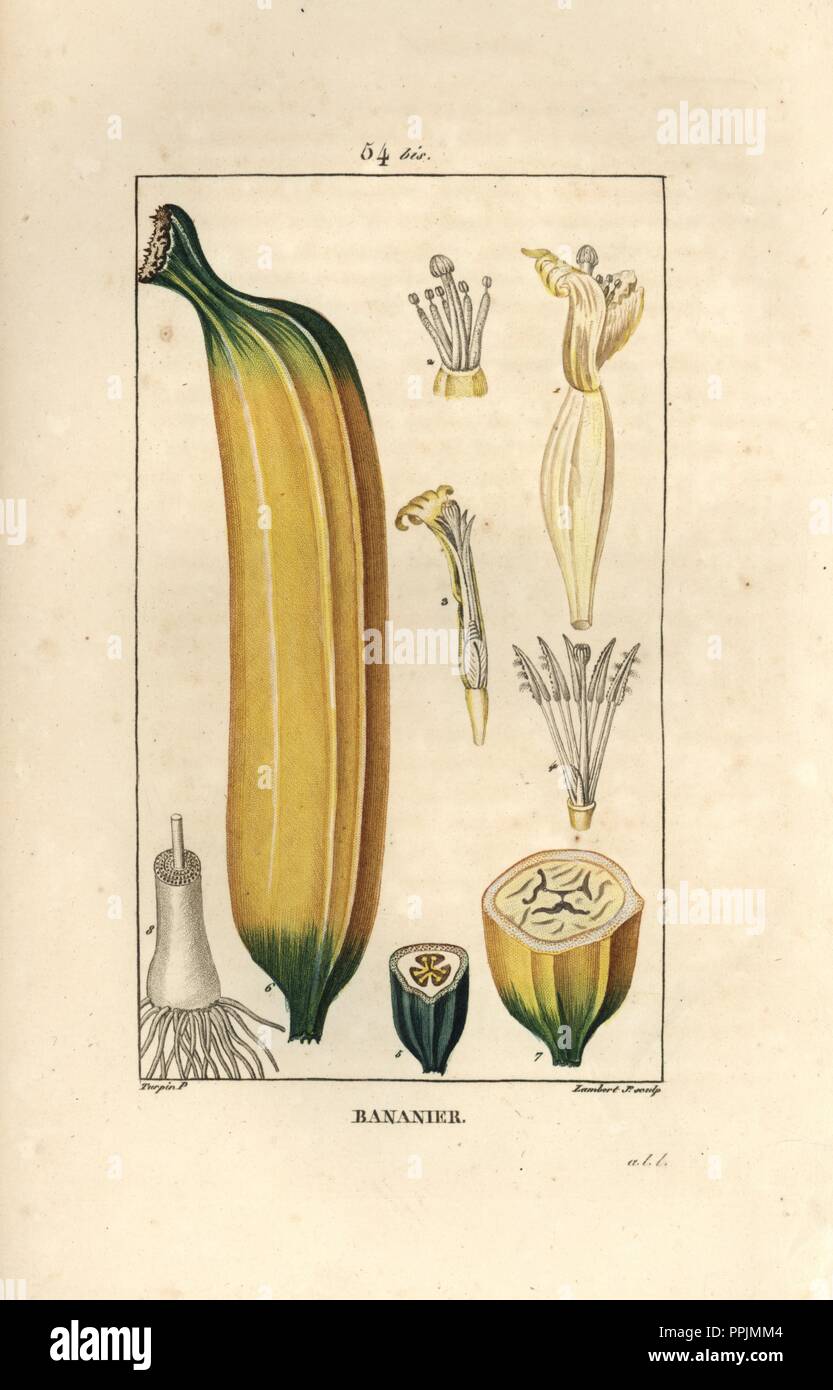 Banana fruit, Musa paradisiaca. Handcoloured stipple copperplate engraving by Lambert Junior from a drawing by Pierre Jean-Francois Turpin from Chaumeton, Poiret et Chamberet's "La Flore Medicale," Paris, Panckoucke, 1830. Turpin (1775~1840) was one of the three giants of French botanical art of the era alongside Pierre Joseph Redoute and Pancrace Bessa. Stock Photo