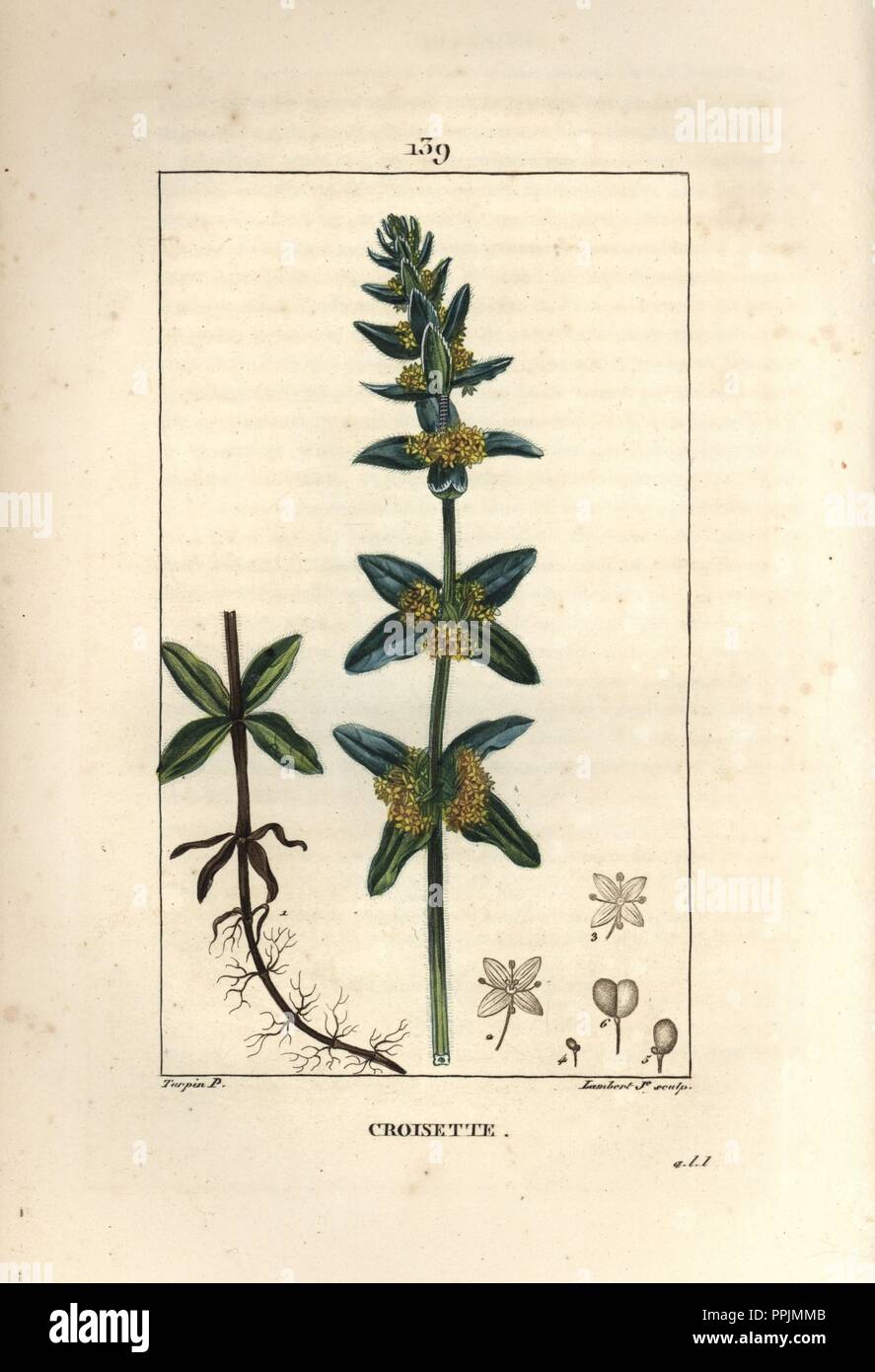 Crosswort, Cruciata laevipes Opiz, showing flower, leaf and roots. Handcoloured stipple copperplate engraving by Lambert Junior from a drawing by Pierre Jean-Francois Turpin from Chaumeton, Poiret et Chamberet's 'La Flore Medicale,' Paris, Panckoucke, 1830. Turpin (17751840) was one of the three giants of French botanical art of the era alongside Pierre Joseph Redoute and Pancrace Bessa. Stock Photo