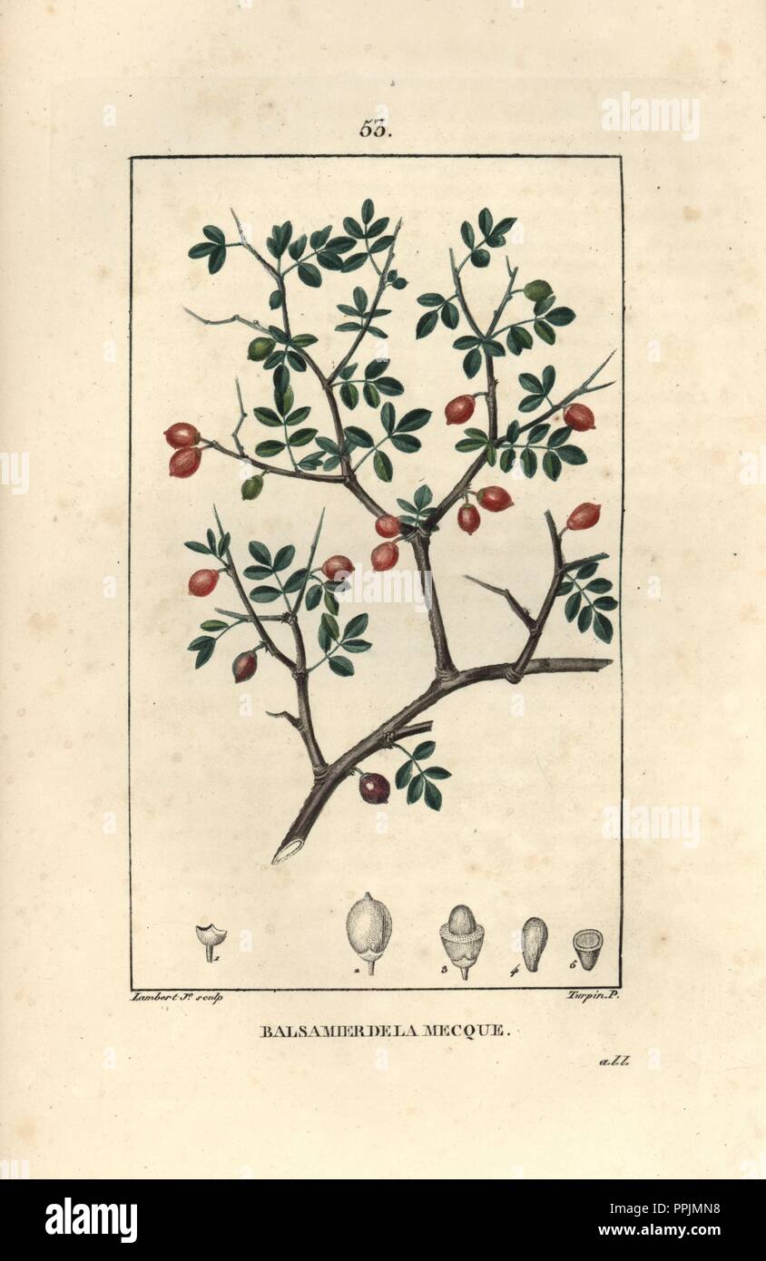 Balm or balsam of Gilead, Commiphora gileadensis. Handcoloured stipple copperplate engraving by Lambert Junior from a drawing by Pierre Jean-Francois Turpin from Chaumeton, Poiret et Chamberet's 'La Flore Medicale,' Paris, Panckoucke, 1830. Turpin (17751840) was one of the three giants of French botanical art of the era alongside Pierre Joseph Redoute and Pancrace Bessa. Stock Photo