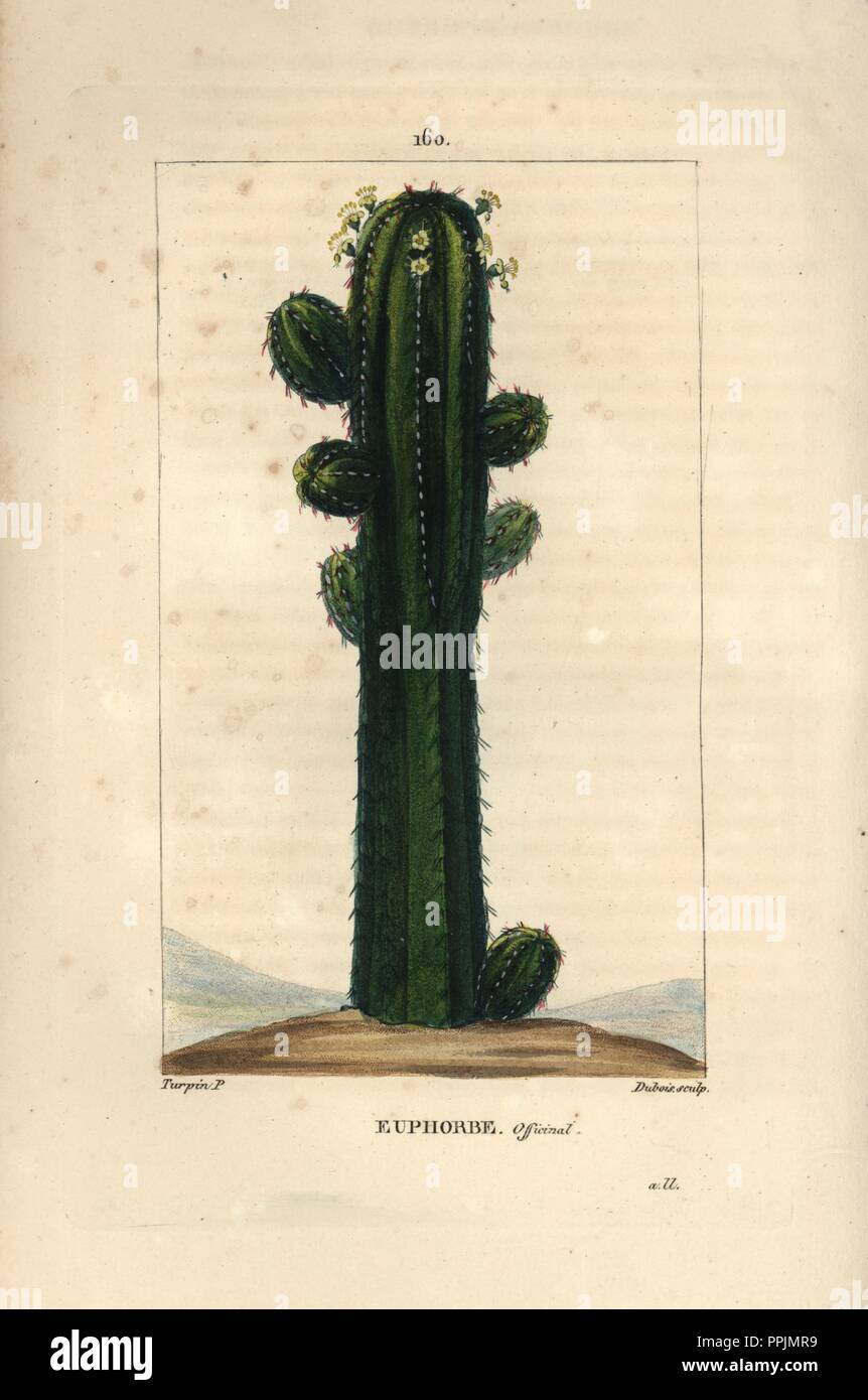 Official spurge, Euphorbia officinarum. Handcoloured stipple copperplate engraving by Dubois from a drawing by Pierre Jean-Francois Turpin from Chaumeton, Poiret et Chamberet's 'La Flore Medicale,' Paris, Panckoucke, 1830. Turpin (17751840) was one of the three giants of French botanical art of the era alongside Pierre Joseph Redoute and Pancrace Bessa. Stock Photo