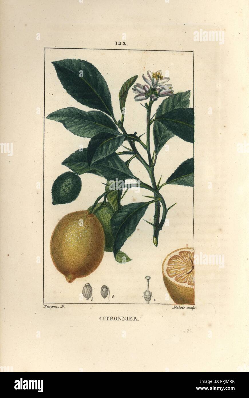 Citron, Citrus medica, with flower, branch, green fruit, ripe yellow fruit and section. Handcoloured stipple copperplate engraving by Dubois from a drawing by Pierre Jean-Francois Turpin from Chaumeton, Poiret et Chamberet's 'La Flore Medicale,' Paris, Panckoucke, 1830. Turpin (17751840) was one of the three giants of French botanical art of the era alongside Pierre Joseph Redoute and Pancrace Bessa. Stock Photo