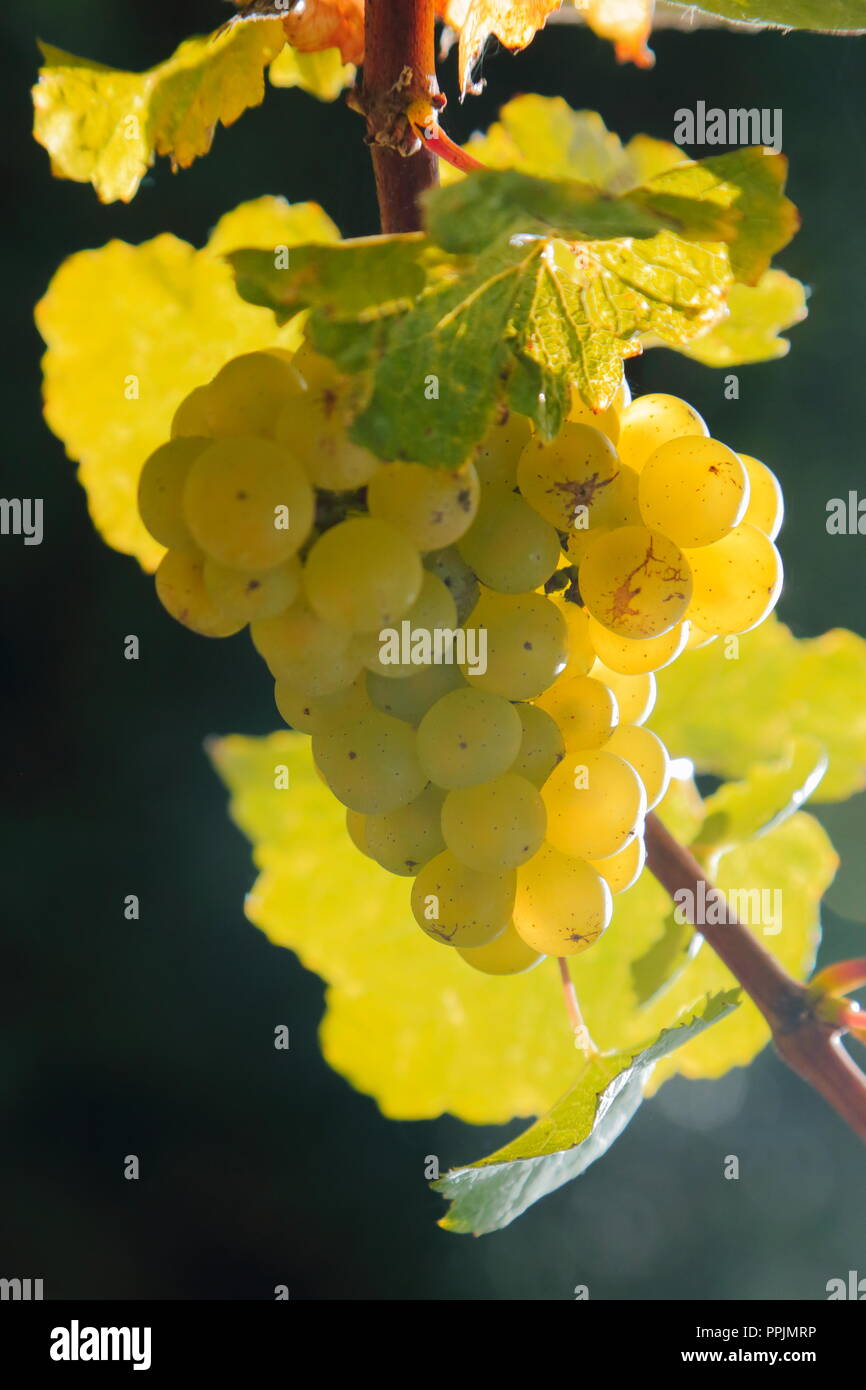 Close-up of ripe grape in vineyard in Axe Valley, Devon before harvest Stock Photo