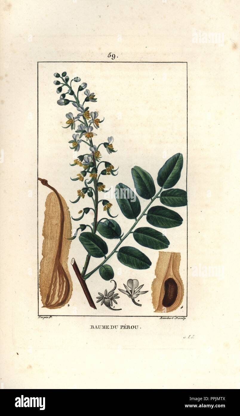 Peruvian balsam tree, Myroxylon balsamum. Handcoloured stipple copperplate engraving by Lambert Junior from a drawing by Pierre Jean-Francois Turpin from Chaumeton, Poiret et Chamberet's 'La Flore Medicale,' Paris, Panckoucke, 1830. Turpin (17751840) was one of the three giants of French botanical art of the era alongside Pierre Joseph Redoute and Pancrace Bessa. Stock Photo