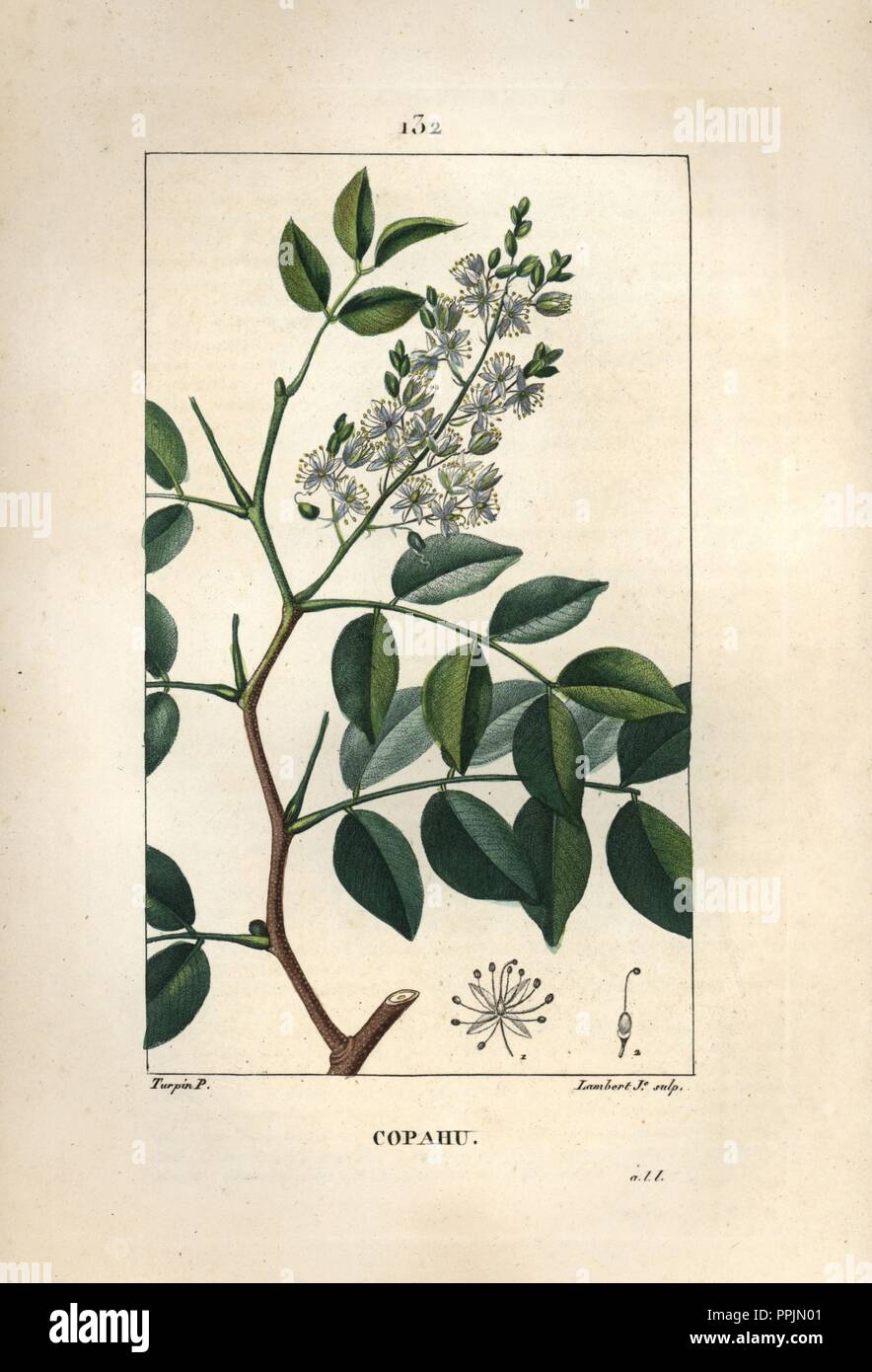 Balsam of copaiba tree, Copaifera officinalis, showing flowers and leaves. Handcoloured stipple copperplate engraving by Lambert Junior from a drawing by Pierre Jean-Francois Turpin from Chaumeton, Poiret et Chamberet's 'La Flore Medicale,' Paris, Panckoucke, 1830. Turpin (17751840) was one of the three giants of French botanical art of the era alongside Pierre Joseph Redoute and Pancrace Bessa. Stock Photo