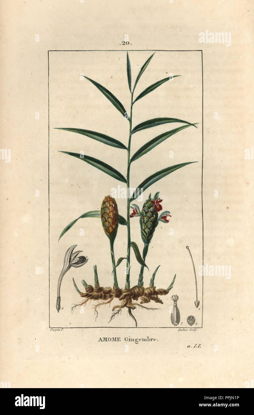 Ginger plant, Zingiber officinale, showing flower, leaf, and rhizome root. Handcoloured stipple copperplate engraving by Dubois from a drawing by Pierre Jean-Francois Turpin from Chaumeton, Poiret et Chamberet's 'La Flore Medicale,' Paris, Panckoucke, 1830. Turpin (17751840) was one of the three giants of French botanical art of the era alongside Pierre Joseph Redoute and Pancrace Bessa. Stock Photo