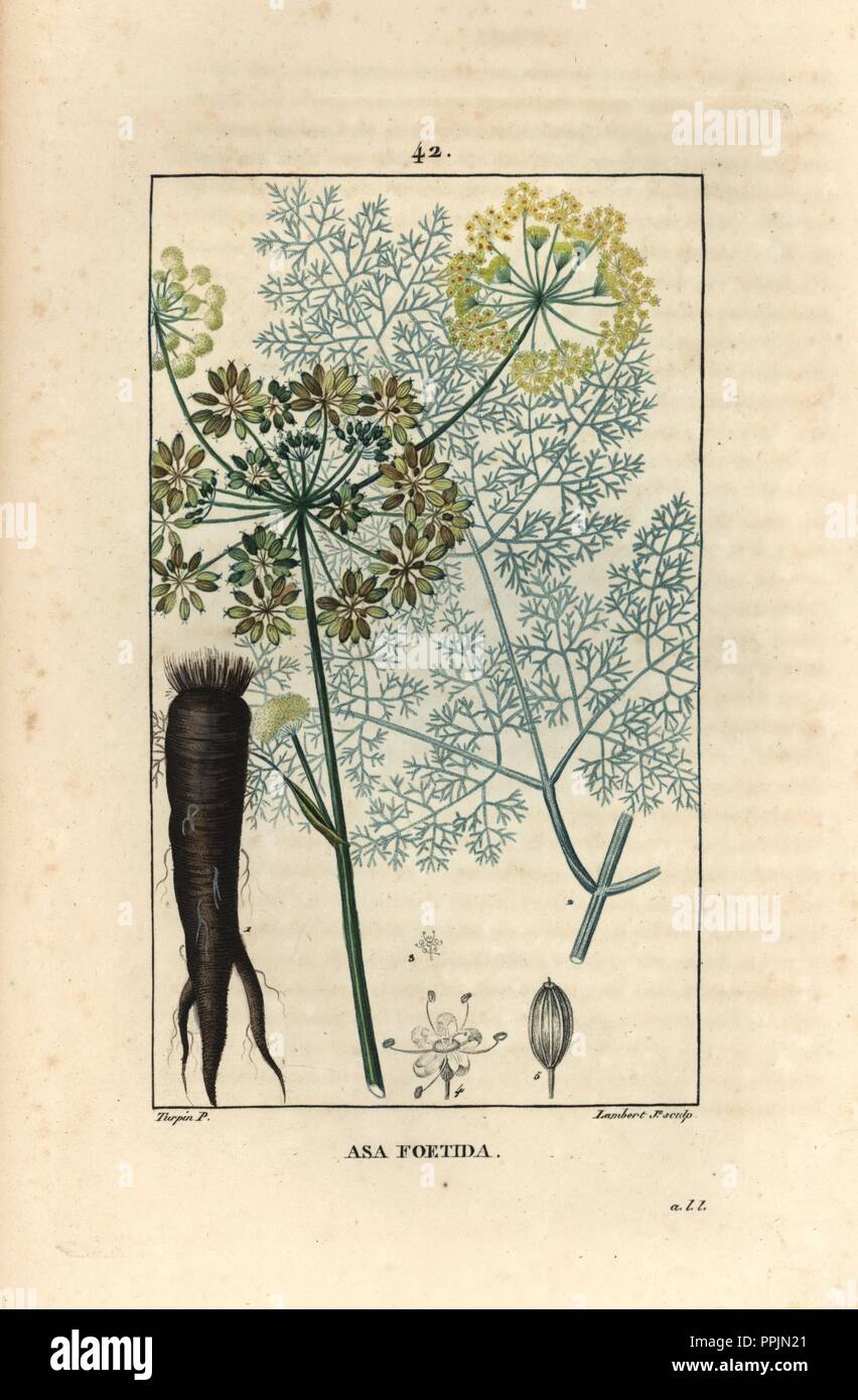 Asafetida hires stock photography and images Alamy