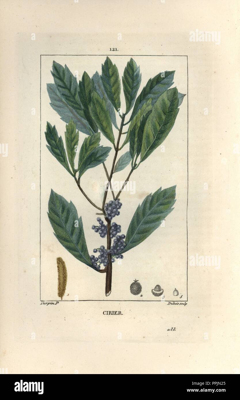 Bayberry or wax myrtle, Myrica cerifera. Handcoloured stipple copperplate engraving by Dubois from a drawing by Pierre Jean-Francois Turpin from Chaumeton, Poiret et Chamberet's 'La Flore Medicale,' Paris, Panckoucke, 1830. Turpin (17751840) was one of the three giants of French botanical art of the era alongside Pierre Joseph Redoute and Pancrace Bessa. Stock Photo