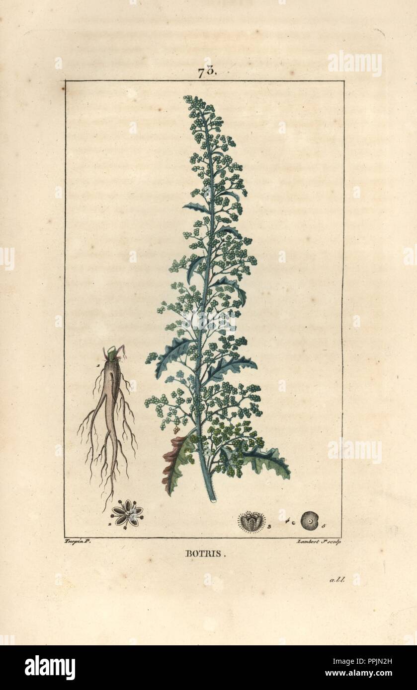 Jerusalem oak goosefoot, Dysphania botrys. Handcoloured stipple copperplate engraving by Lambert Junior from a drawing by Pierre Jean-Francois Turpin from Chaumeton, Poiret et Chamberet's 'La Flore Medicale,' Paris, Panckoucke, 1830. Turpin (17751840) was one of the three giants of French botanical art of the era alongside Pierre Joseph Redoute and Pancrace Bessa. Stock Photo