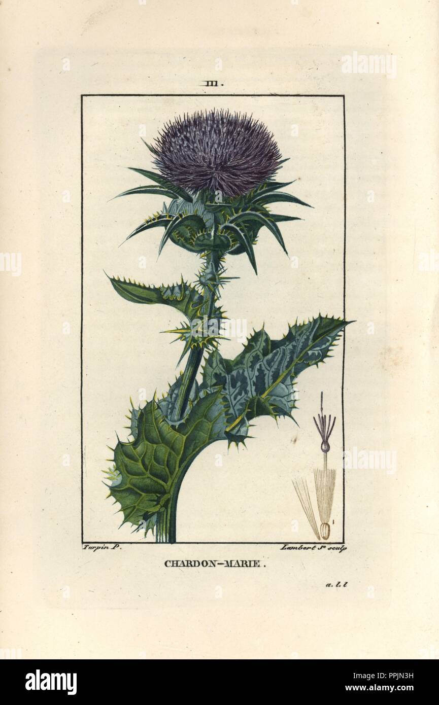 Botanical Illustration Milk Thistle Drawing