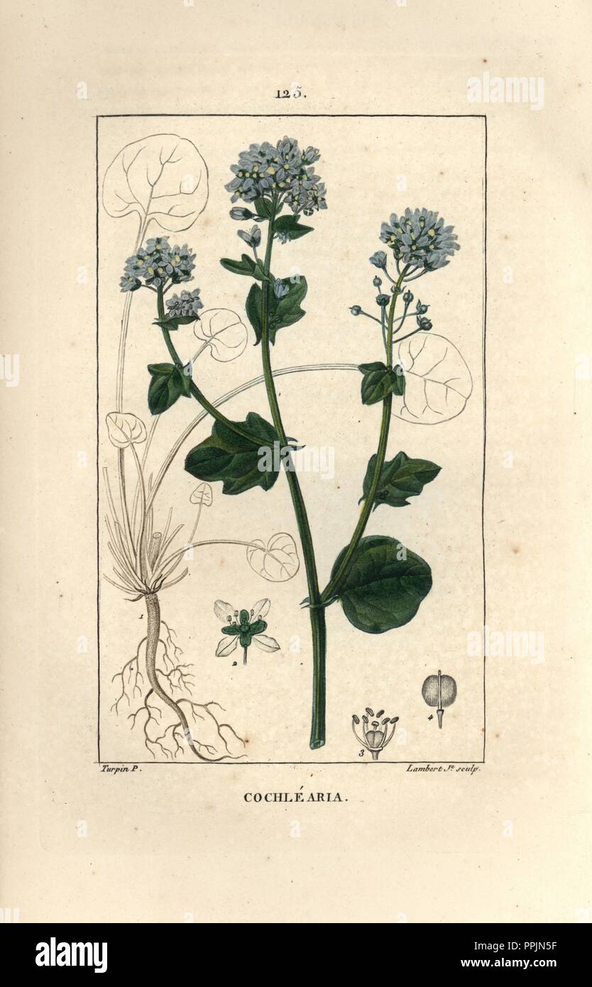Common scurvygrass, Cochlearia officinalis. Handcoloured stipple copperplate engraving by Lambert Junior from a drawing by Pierre Jean-Francois Turpin from Chaumeton, Poiret et Chamberet's 'La Flore Medicale,' Paris, Panckoucke, 1830. Turpin (17751840) was one of the three giants of French botanical art of the era alongside Pierre Joseph Redoute and Pancrace Bessa. Stock Photo