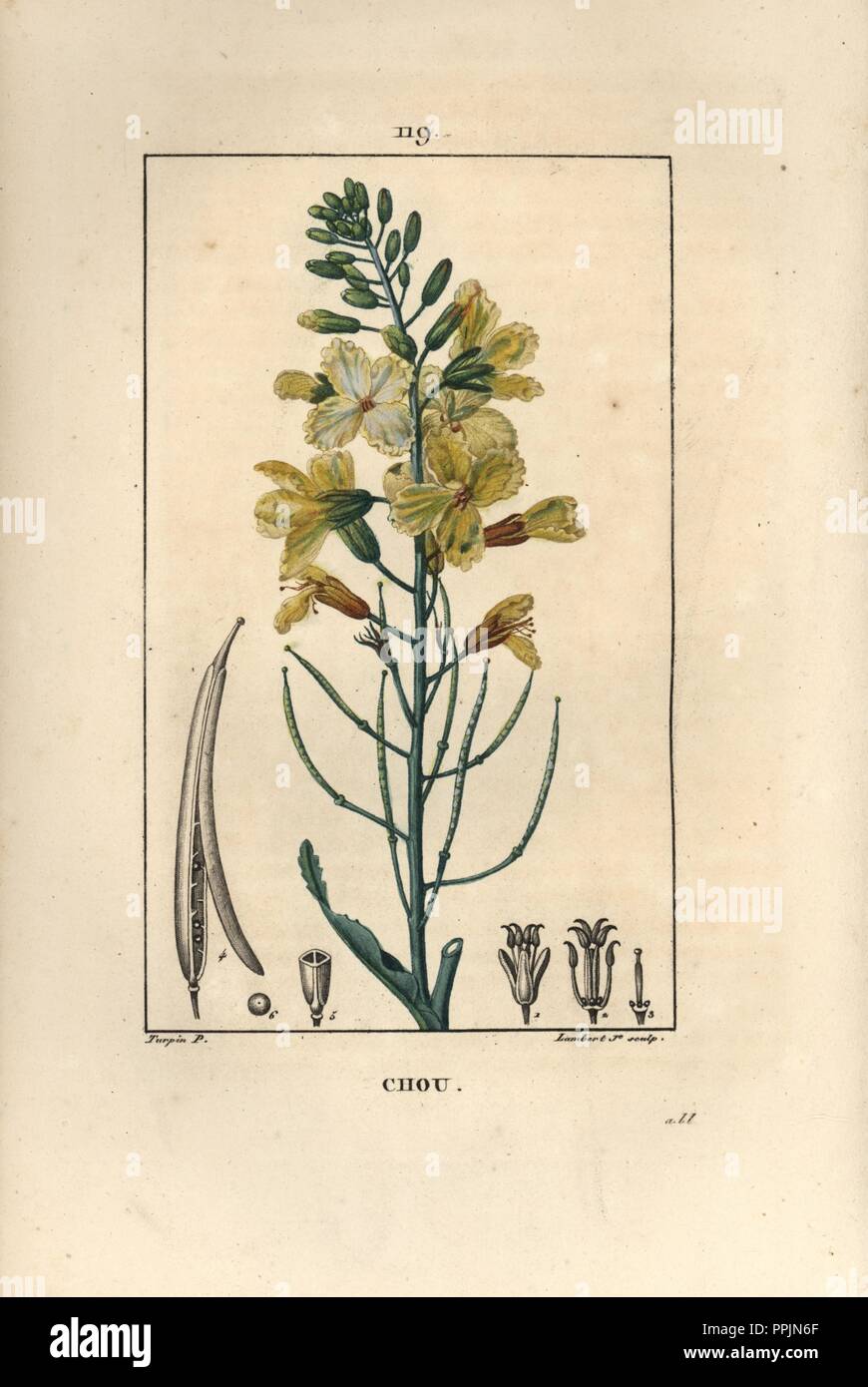 brassière la redoute