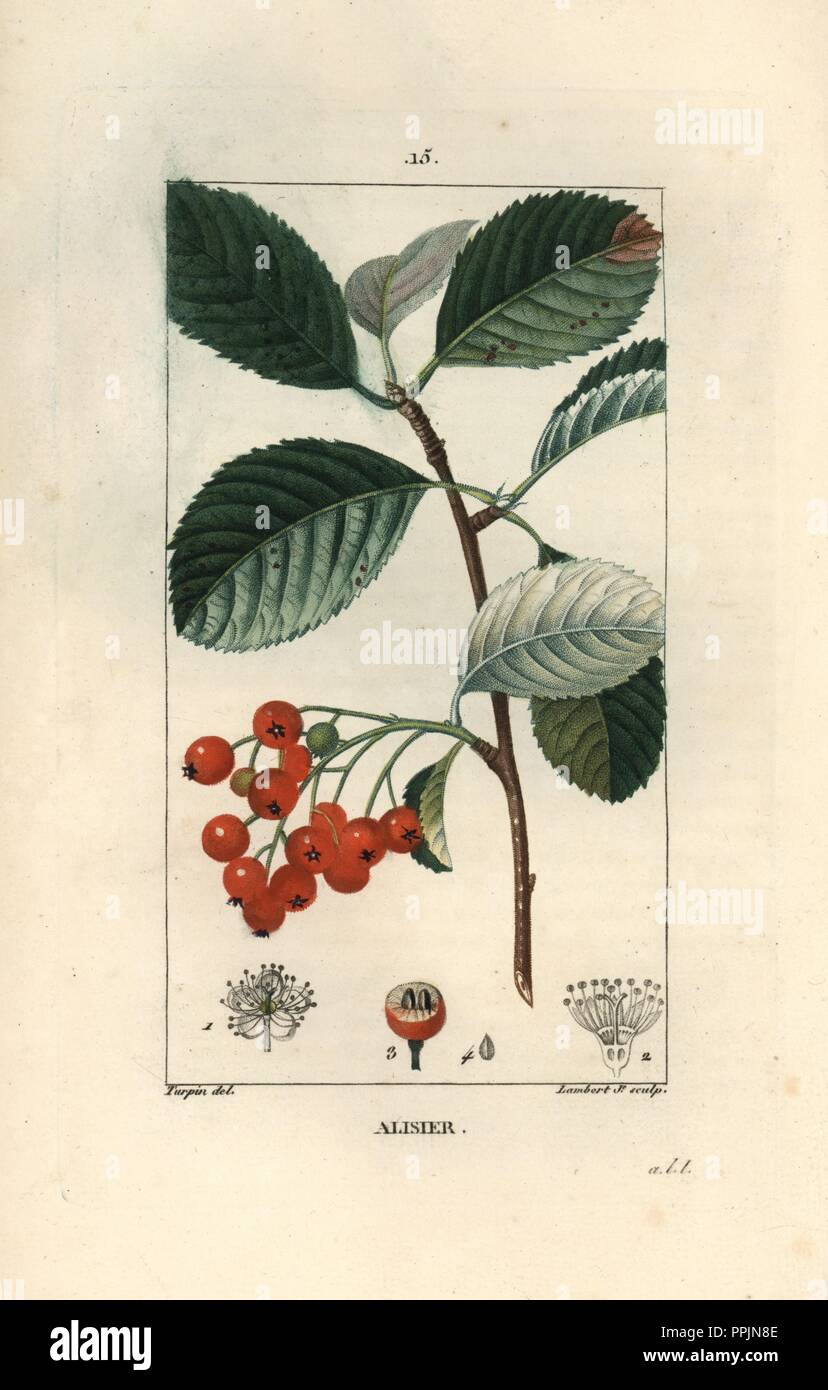 Whitebeam tree, Sorbus aria, with leaf, berry, and section. Handcoloured stipple copperplate engraving by Lambert Junior from a drawing by Pierre Jean-Francois Turpin from Chaumeton, Poiret et Chamberet's 'La Flore Medicale,' Paris, Panckoucke, 1830. Turpin (17751840) was one of the three giants of French botanical art of the era alongside Pierre Joseph Redoute and Pancrace Bessa. Stock Photo