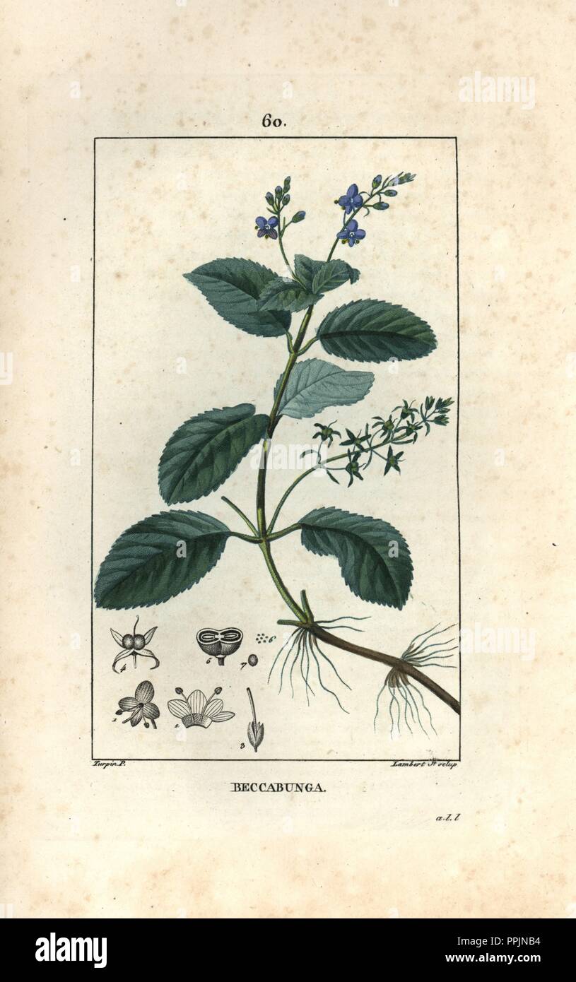 Brooklime or European speedwell, Veronica beccabunga. Handcoloured stipple copperplate engraving by Lambert Junior from a drawing by Pierre Jean-Francois Turpin from Chaumeton, Poiret et Chamberet's "La Flore Medicale," Paris, Panckoucke, 1830. Turpin (1775~1840) was one of the three giants of French botanical art of the era alongside Pierre Joseph Redoute and Pancrace Bessa. Stock Photo