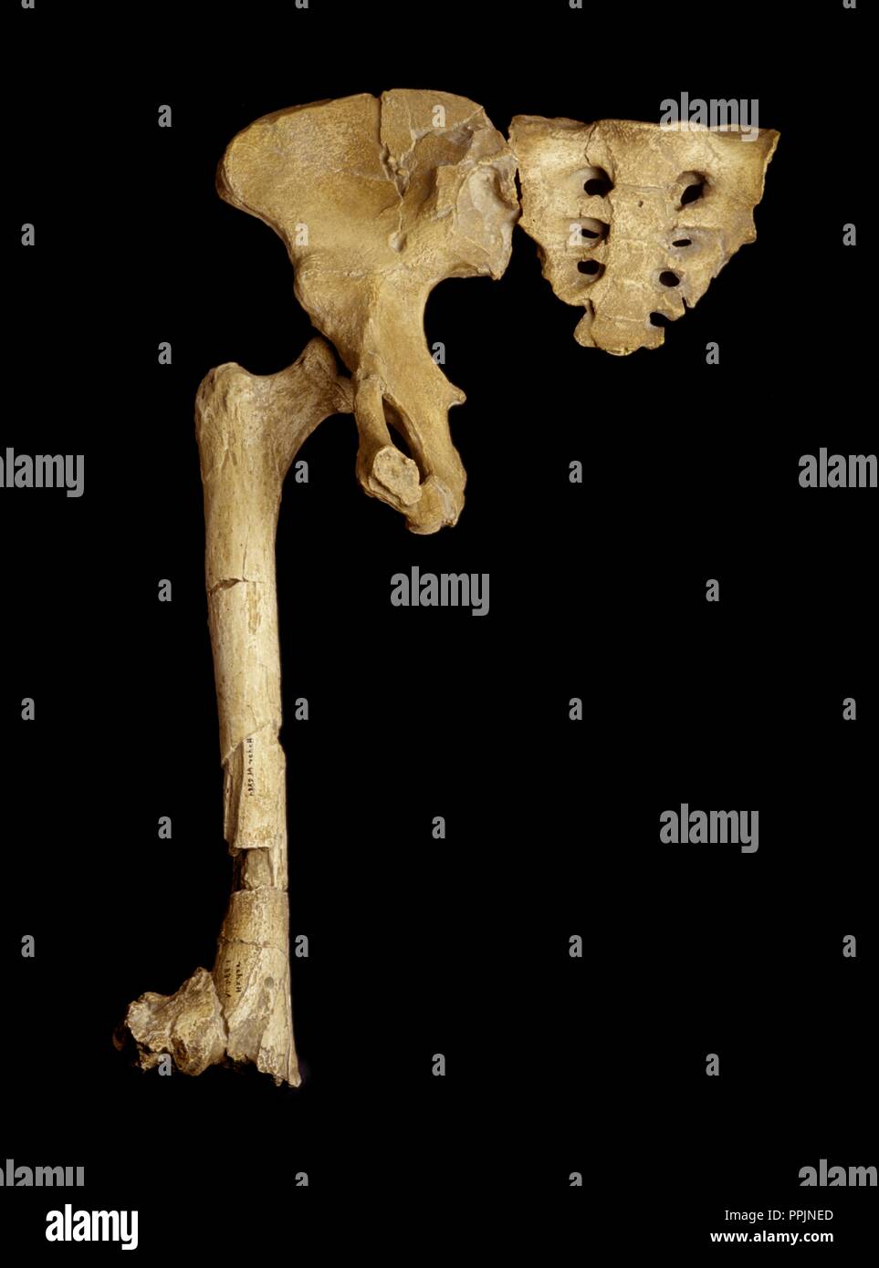 Australopithecus afarensis location