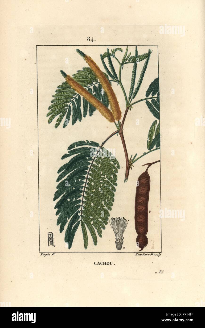 Catechu or cutch, Acacia catechu. Handcoloured stipple copperplate engraving by Lambert Junior from a drawing by Pierre Jean-Francois Turpin from Chaumeton, Poiret et Chamberet's 'La Flore Medicale,' Paris, Panckoucke, 1830. Turpin (17751840) was one of the three giants of French botanical art of the era alongside Pierre Joseph Redoute and Pancrace Bessa. Stock Photo