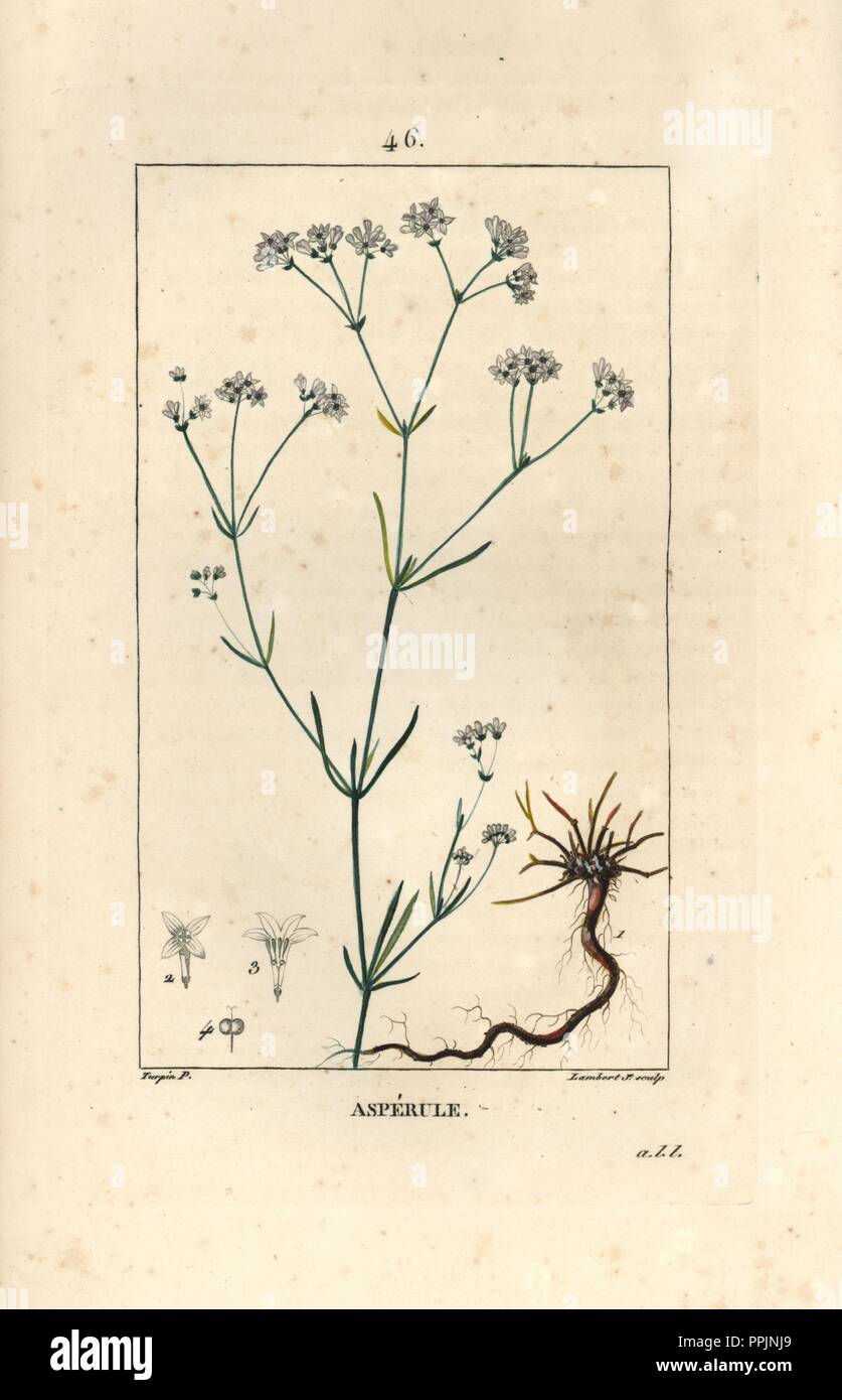 Squinancywort or squincywort, Asperula cynanchica. Handcoloured stipple copperplate engraving by Lambert Junior from a drawing by Pierre Jean-Francois Turpin from Chaumeton, Poiret et Chamberet's 'La Flore Medicale,' Paris, Panckoucke, 1830. Turpin (17751840) was one of the three giants of French botanical art of the era alongside Pierre Joseph Redoute and Pancrace Bessa. Stock Photo