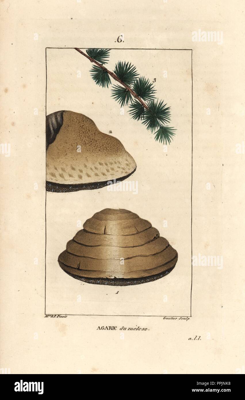 White night mushroom, Tricholoma album, and branch of its larch tree host. Handcoloured stipple copperplate engraving by Gautier from a drawing by Ernestine Panckoucke from Chaumeton, Poiret et Chamberet's 'La Flore Medicale,' Paris, Panckoucke, 1830. Madame Anne-Ernestine Panckoucke (1784-1860) was a talented student of Pierre-Joseph Redoute and wife of the publisher Panckoucke. Stock Photo