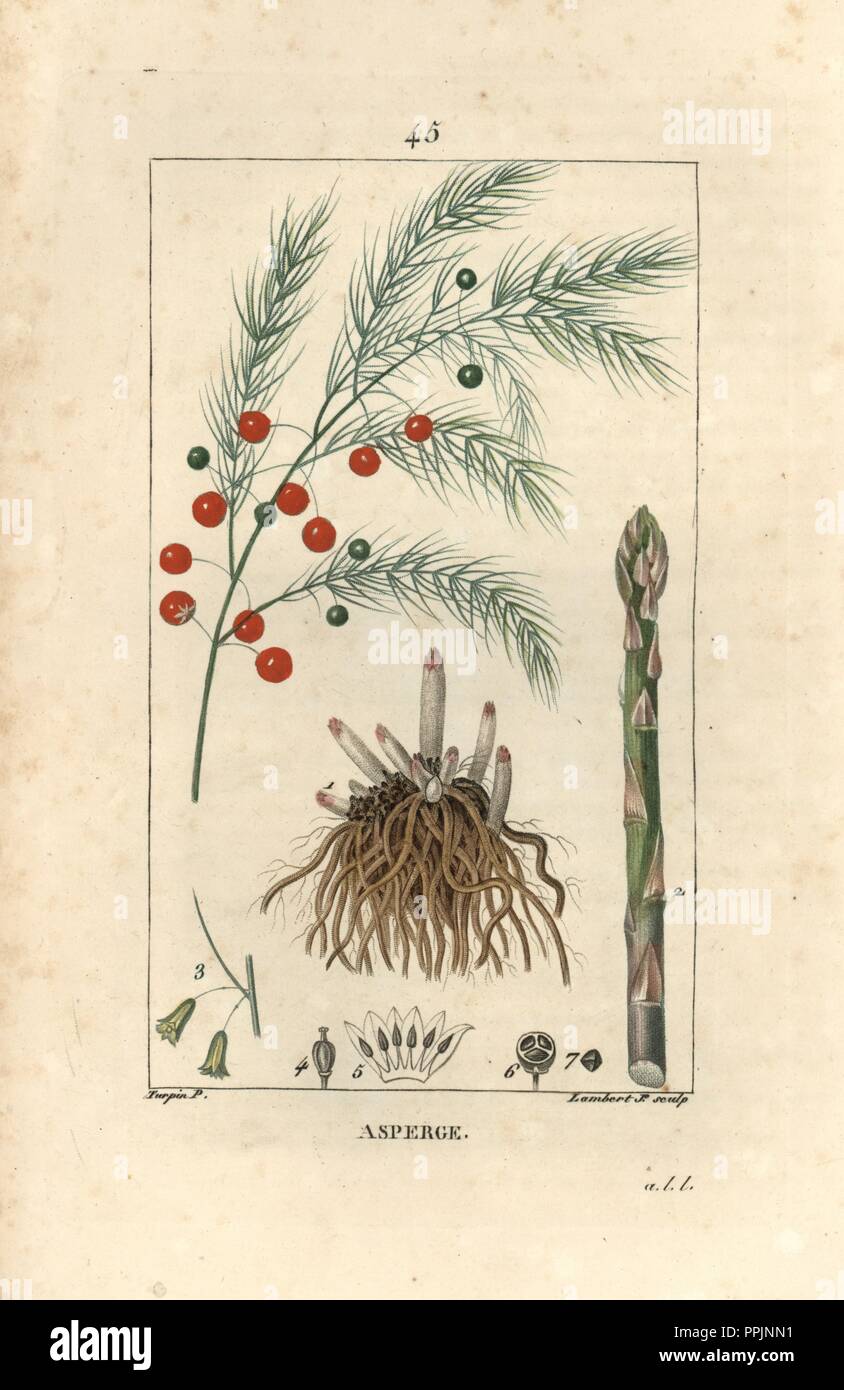 Asparagus, Asparagus officinalis, with root, stalk, berry. Handcoloured stipple copperplate engraving by Lambert Junior from a drawing by Pierre Jean-Francois Turpin from Chaumeton, Poiret et Chamberet's 'La Flore Medicale,' Paris, Panckoucke, 1830. Turpin (17751840) was one of the three giants of French botanical art of the era alongside Pierre Joseph Redoute and Pancrace Bessa. Stock Photo