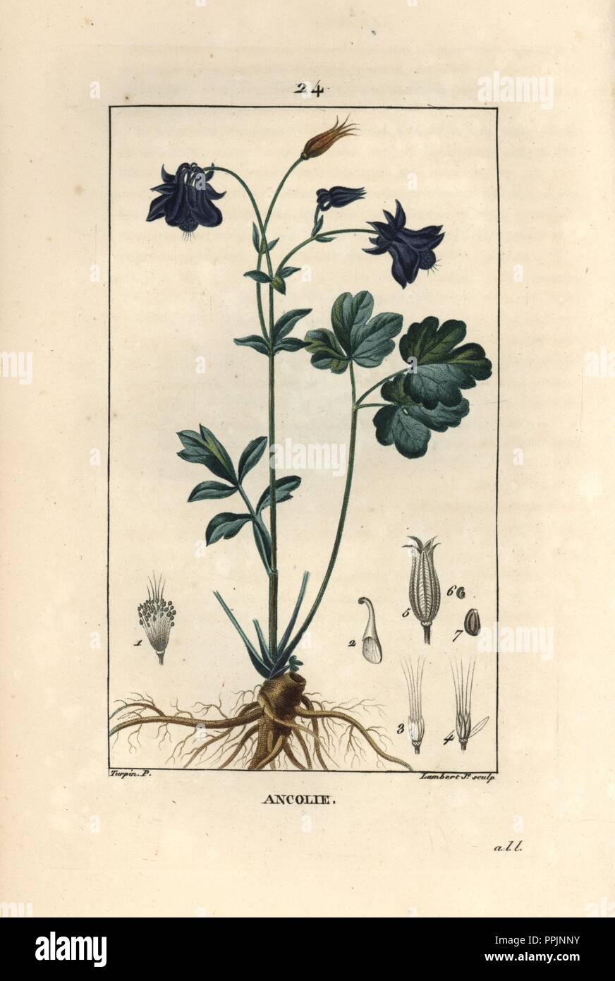 Columbine, Aquilegia vulgaris, showing flower, leaf and root. Handcoloured stipple copperplate engraving by Lambert Junior from a drawing by Pierre Jean-Francois Turpin from Chaumeton, Poiret et Chamberet's 'La Flore Medicale,' Paris, Panckoucke, 1830. Turpin (17751840) was one of the three giants of French botanical art of the era alongside Pierre Joseph Redoute and Pancrace Bessa. Stock Photo