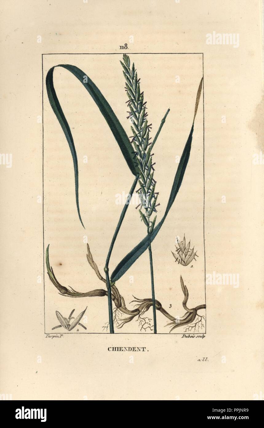 Couch grass, Elymus repens. Handcoloured stipple copperplate engraving by Dubois from a drawing by Pierre Jean-Francois Turpin from Chaumeton, Poiret et Chamberet's 'La Flore Medicale,' Paris, Panckoucke, 1830. Turpin (17751840) was one of the three giants of French botanical art of the era alongside Pierre Joseph Redoute and Pancrace Bessa. Stock Photo