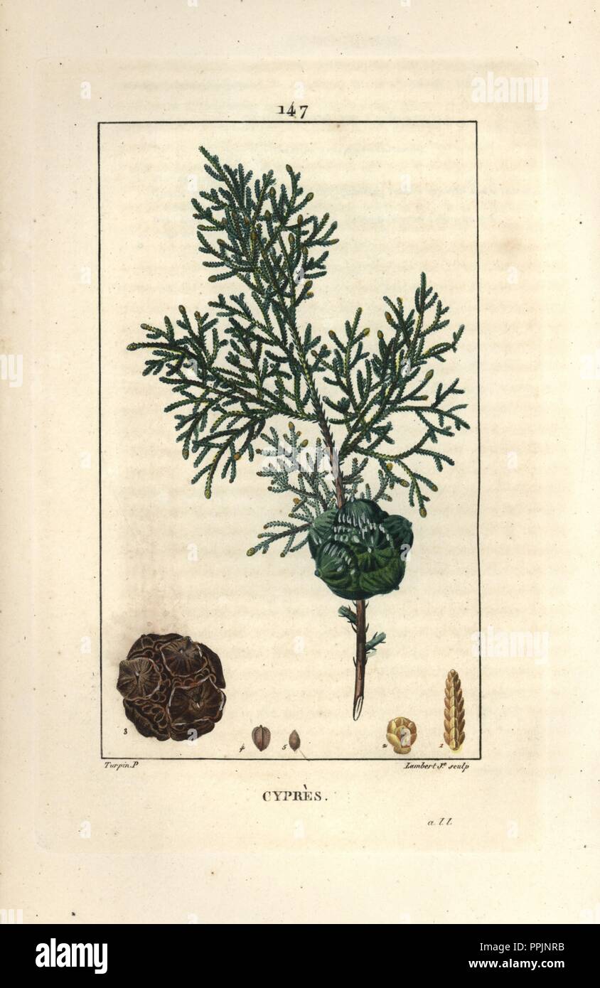 Cypress tree, Cupressus sempervirens, showing foliage and