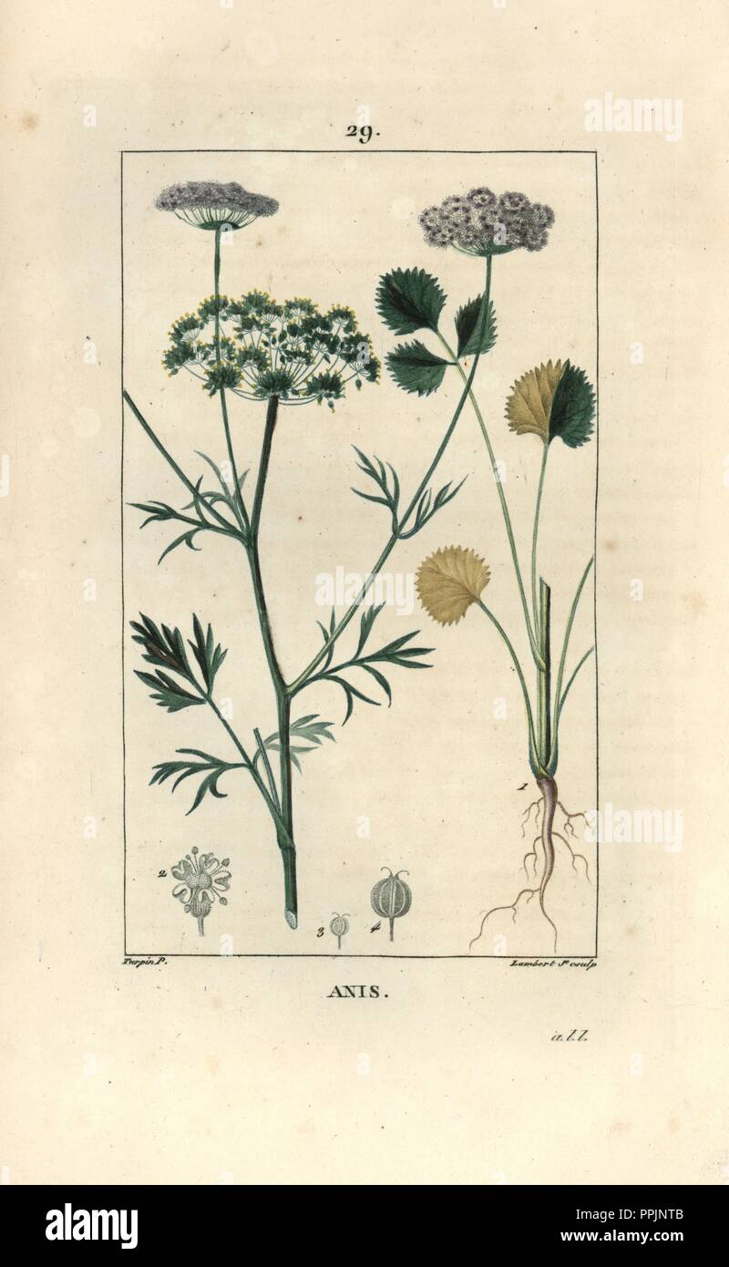 Anise or aniseed, Pimpinella anisum. Handcoloured stipple copperplate engraving by Lambert Junior from a drawing by Pierre Jean-Francois Turpin from Chaumeton, Poiret et Chamberet's 'La Flore Medicale,' Paris, Panckoucke, 1830. Turpin (17751840) was one of the three giants of French botanical art of the era alongside Pierre Joseph Redoute and Pancrace Bessa. Stock Photo
