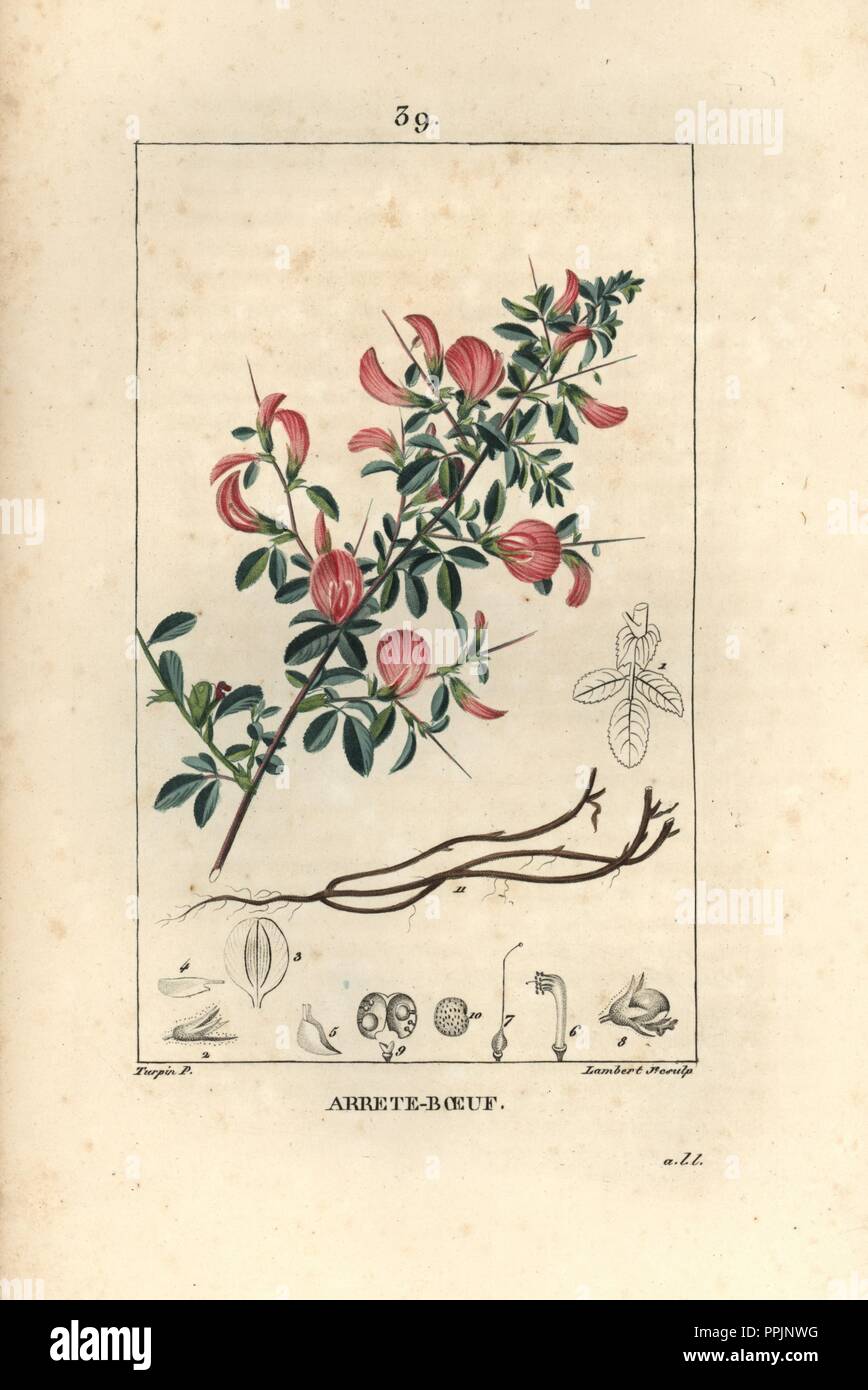 Field restharrow, Ononis arvensis. Handcoloured stipple copperplate engraving by Lambert Junior from a drawing by Pierre Jean-Francois Turpin from Chaumeton, Poiret et Chamberet's 'La Flore Medicale,' Paris, Panckoucke, 1830. Turpin (17751840) was one of the three giants of French botanical art of the era alongside Pierre Joseph Redoute and Pancrace Bessa. Stock Photo