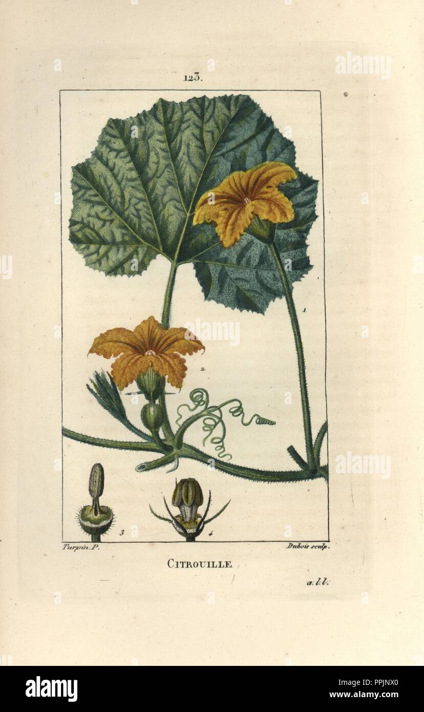 Pumpkin, Cucurbita maxima, showing flower, leaf, and tendrils. Handcoloured stipple copperplate engraving by Dubois from a drawing by Pierre Jean-Francois Turpin from Chaumeton, Poiret et Chamberet's 'La Flore Medicale,' Paris, Panckoucke, 1830. Turpin (17751840) was one of the three giants of French botanical art of the era alongside Pierre Joseph Redoute and Pancrace Bessa. Stock Photo