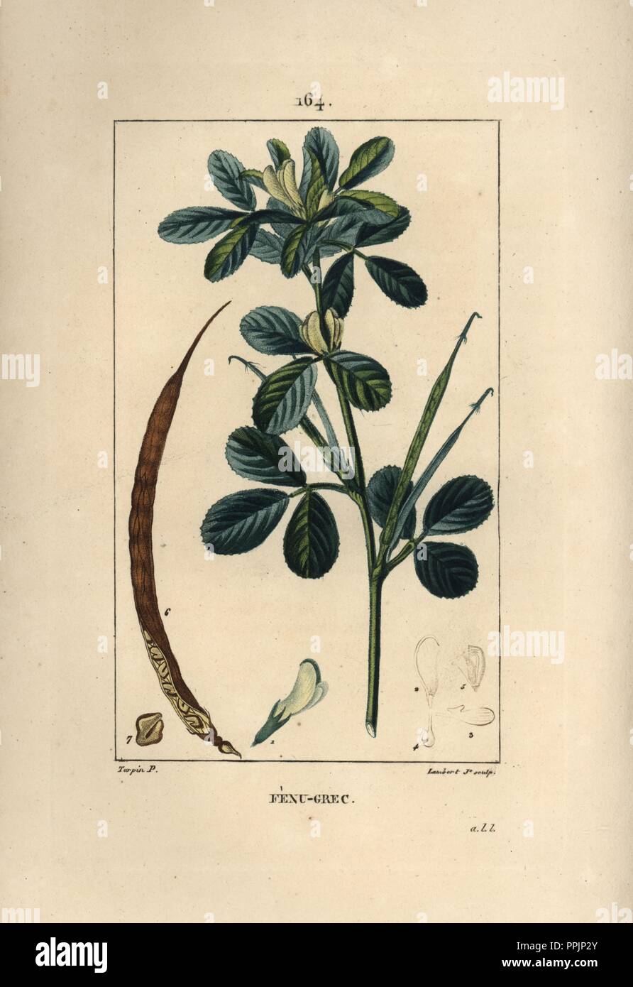 Fenugreek, Trigonella foenum-graecum, showing leaves, seedpod and seed. Handcoloured stipple copperplate engraving by Lambert Junior from a drawing by Pierre Jean-Francois Turpin from Chaumeton, Poiret et Chamberet's 'La Flore Medicale,' Paris, Panckoucke, 1830. Turpin (17751840) was one of the three giants of French botanical art of the era alongside Pierre Joseph Redoute and Pancrace Bessa. Stock Photo