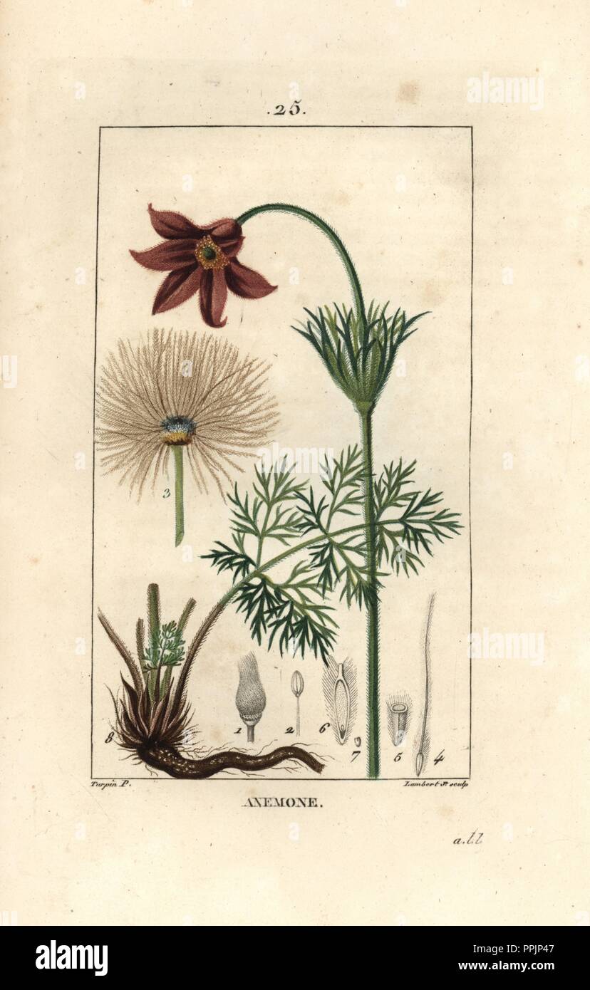 Wind flower or meadow anemone, Pulsatilla nigricans. Handcoloured stipple copperplate engraving by Lambert Junior from a drawing by Pierre Jean-Francois Turpin from Chaumeton, Poiret et Chamberet's 'La Flore Medicale,' Paris, Panckoucke, 1830. Turpin (17751840) was one of the three giants of French botanical art of the era alongside Pierre Joseph Redoute and Pancrace Bessa. Stock Photo