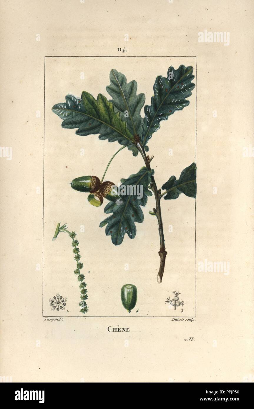 Oak tree, Quercus robur, with acorn, leaves and branch. Handcoloured stipple copperplate engraving by Dubois from a drawing by Pierre Jean-Francois Turpin from Chaumeton, Poiret et Chamberet's 'La Flore Medicale,' Paris, Panckoucke, 1830. Turpin (17751840) was one of the three giants of French botanical art of the era alongside Pierre Joseph Redoute and Pancrace Bessa. Stock Photo