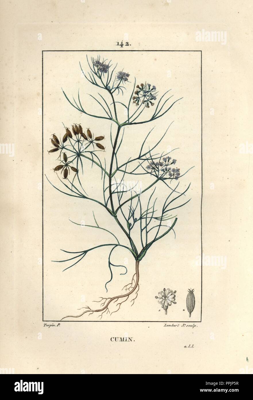 Cumin, Cuminum cyminum, showing flower, leaf, root and seed. Handcoloured stipple copperplate engraving by Lambert Junior from a drawing by Pierre Jean-Francois Turpin from Chaumeton, Poiret et Chamberet's 'La Flore Medicale,' Paris, Panckoucke, 1830. Turpin (17751840) was one of the three giants of French botanical art of the era alongside Pierre Joseph Redoute and Pancrace Bessa. Stock Photo