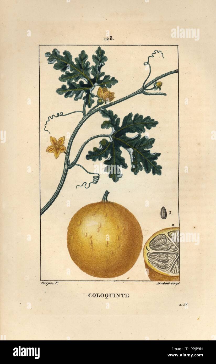 Bitter apple, Citrullus colocynthis, showing flowers, branch, leaves, tendrils, ripe fruit, section, and seeds. Handcoloured stipple copperplate engraving by Dubois from a drawing by Pierre Jean-Francois Turpin from Chaumeton, Poiret et Chamberet's 'La Flore Medicale,' Paris, Panckoucke, 1830. Turpin (17751840) was one of the three giants of French botanical art of the era alongside Pierre Joseph Redoute and Pancrace Bessa. Stock Photo