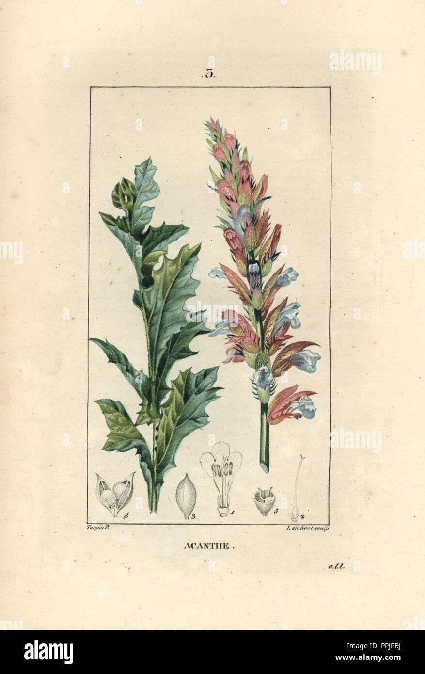 Bear's foot or oyster plant, Acanthus mollis. Handcoloured stipple