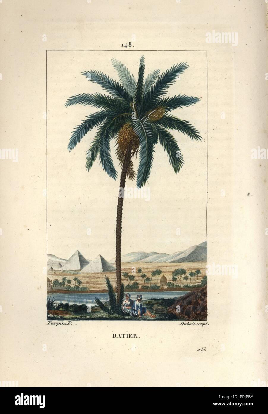 Date palm, Phoenix dactylifera, showing fruit and leaves against landscape with pyramids and river. Handcoloured stipple copperplate engraving by Dubois from a drawing by Pierre Jean-Francois Turpin from Chaumeton, Poiret et Chamberet's 'La Flore Medicale,' Paris, Panckoucke, 1830. Turpin (17751840) was one of the three giants of French botanical art of the era alongside Pierre Joseph Redoute and Pancrace Bessa. Stock Photo