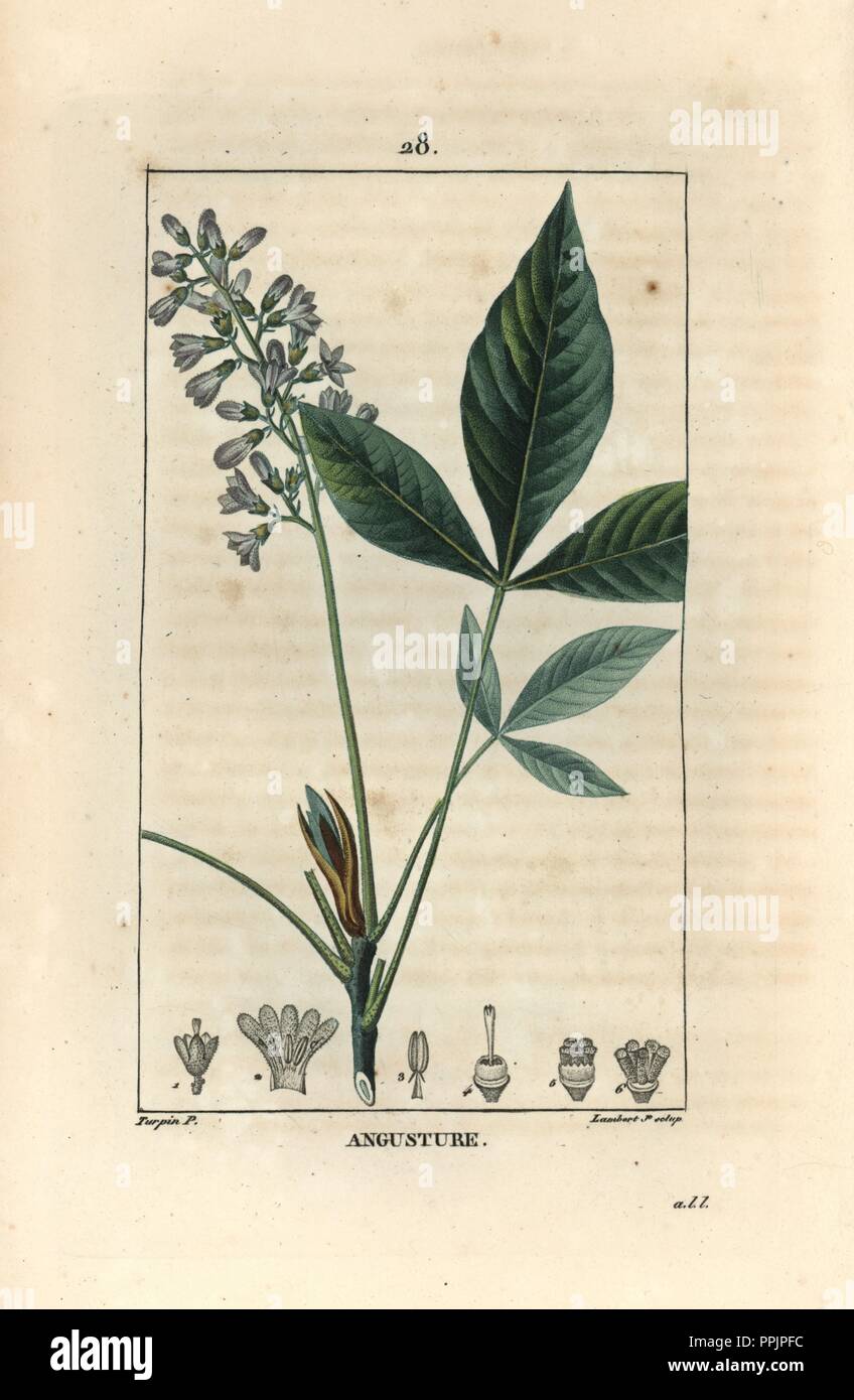 Angostura, Bonplandia trifoliata, medicinal plant native to South America. Handcoloured stipple copperplate engraving by Lambert Junior from a drawing by Pierre Jean-Francois Turpin from Chaumeton, Poiret et Chamberet's 'La Flore Medicale,' Paris, Panckoucke, 1830. Turpin (17751840) was one of the three giants of French botanical art of the era alongside Pierre Joseph Redoute and Pancrace Bessa. Stock Photo