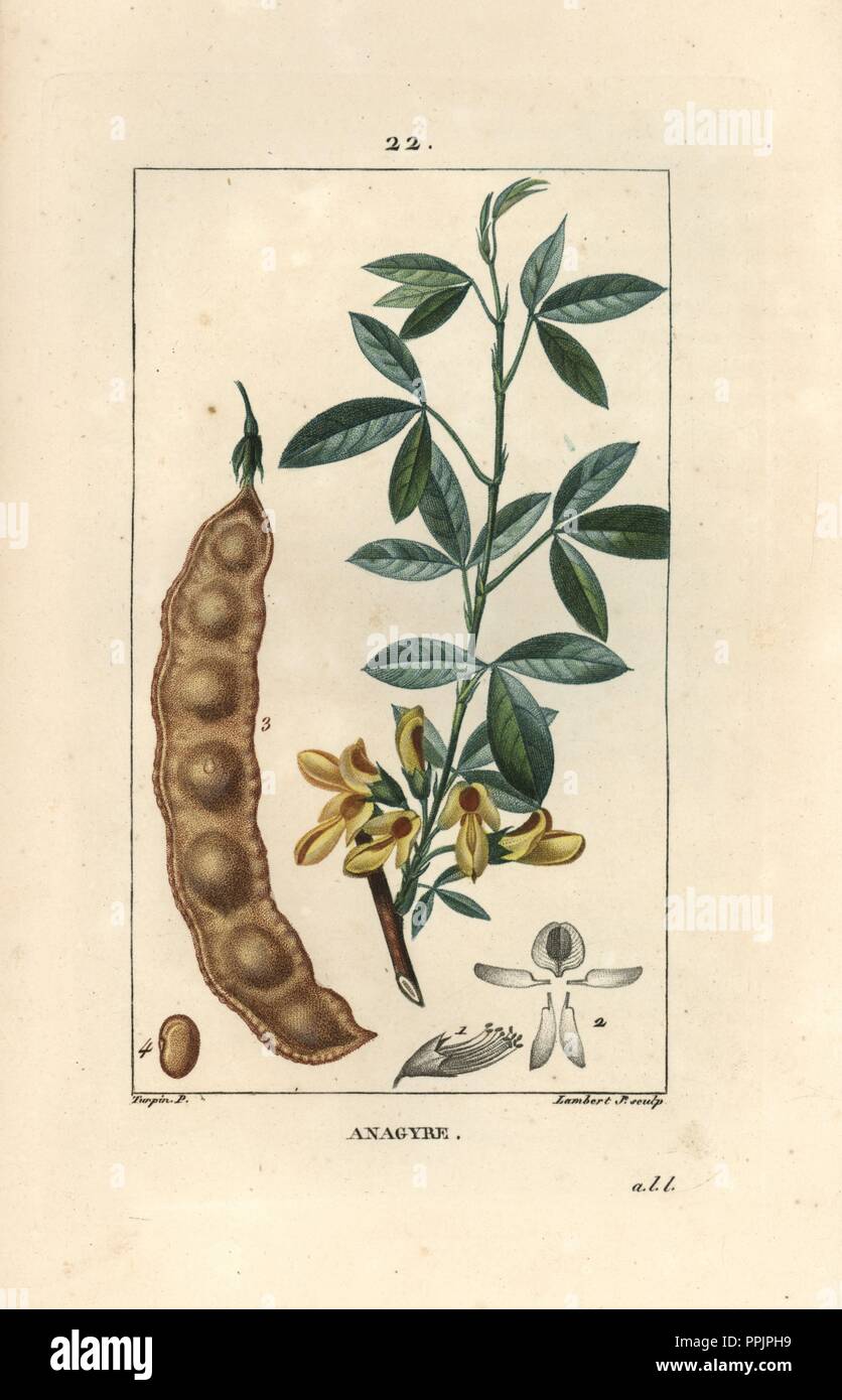 Stinking bean trefoil, Anagyris foetida, showing flower, leaf, seed pod and bean. Handcoloured stipple copperplate engraving by Lambert Junior from a drawing by Pierre Jean-Francois Turpin from Chaumeton, Poiret et Chamberet's 'La Flore Medicale,' Paris, Panckoucke, 1830. Turpin (17751840) was one of the three giants of French botanical art of the era alongside Pierre Joseph Redoute and Pancrace Bessa. Stock Photo