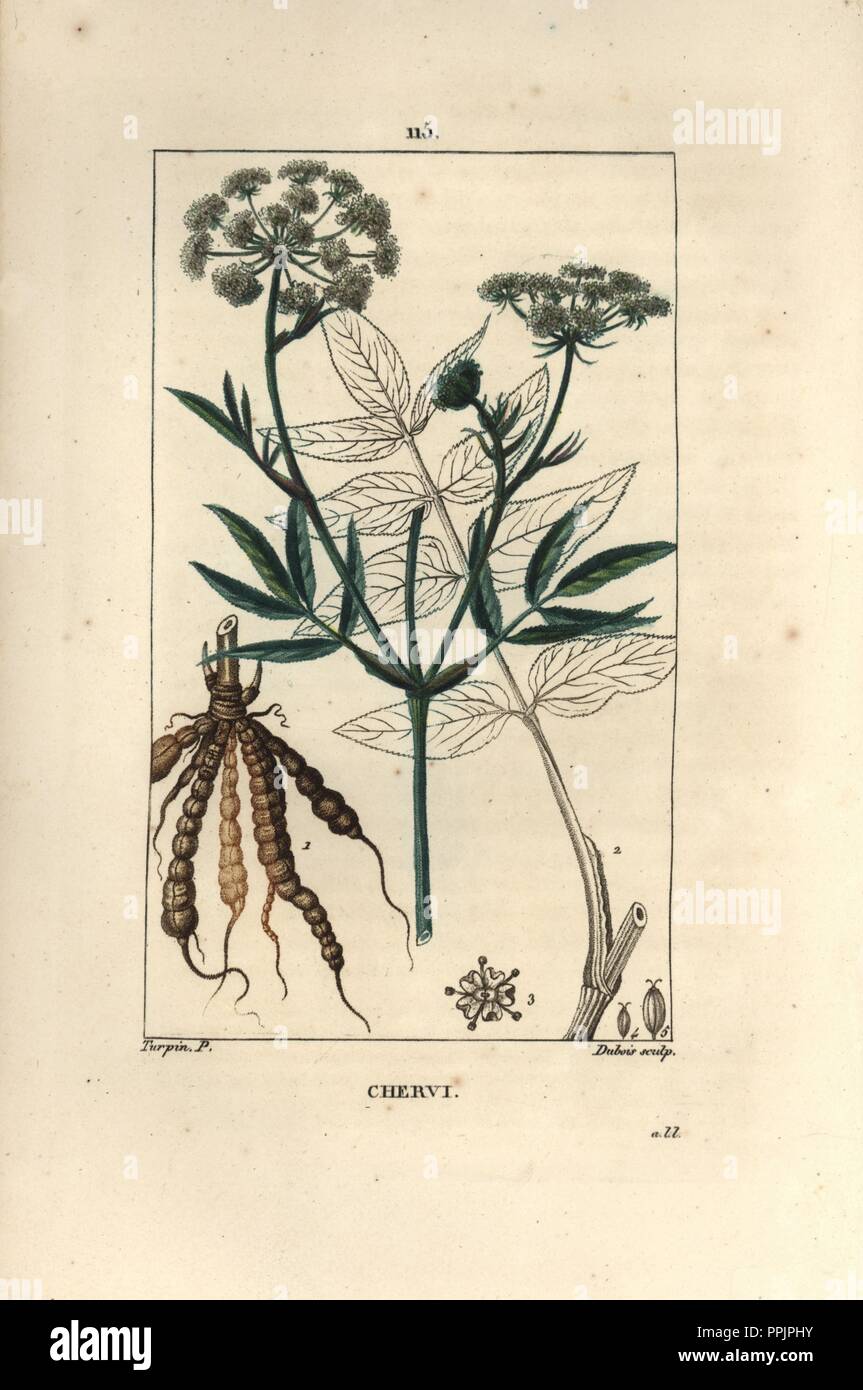 Skirret, Sium sisarum. Handcoloured stipple copperplate engraving by Lambert Junior from a drawing by Pierre Jean-Francois Turpin from Chaumeton, Poiret et Chamberet's 'La Flore Medicale,' Paris, Panckoucke, 1830. Turpin (17751840) was one of the three giants of French botanical art of the era alongside Pierre Joseph Redoute and Pancrace Bessa. Stock Photo