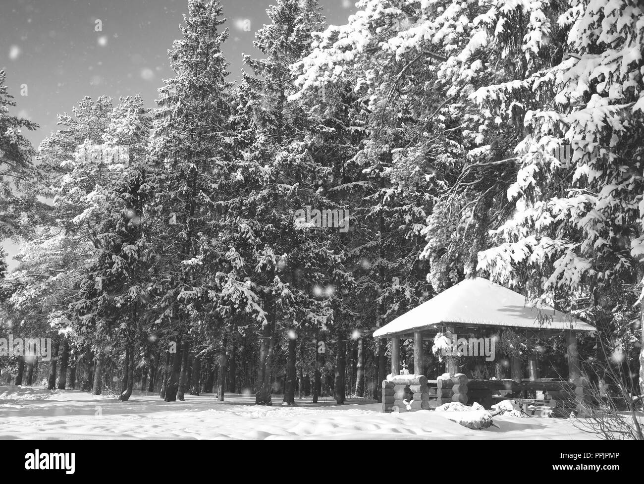 monochrome wooden gazebo in forest in winter sunny day Stock Photo - Alamy