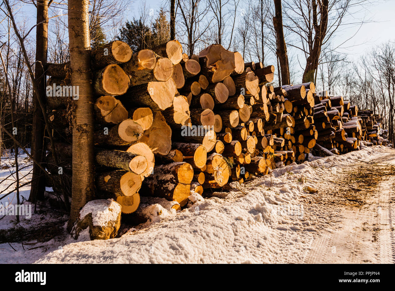 Logging Hartland, Connecticut, USA Stock Photo Alamy