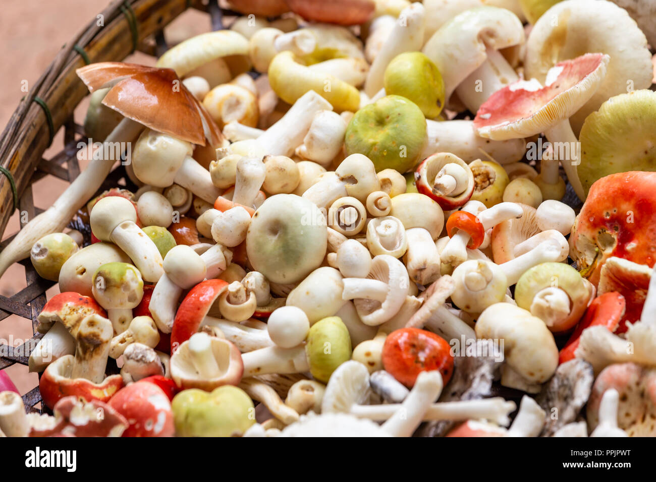 Group of mushrooms from nature. Stock Photo