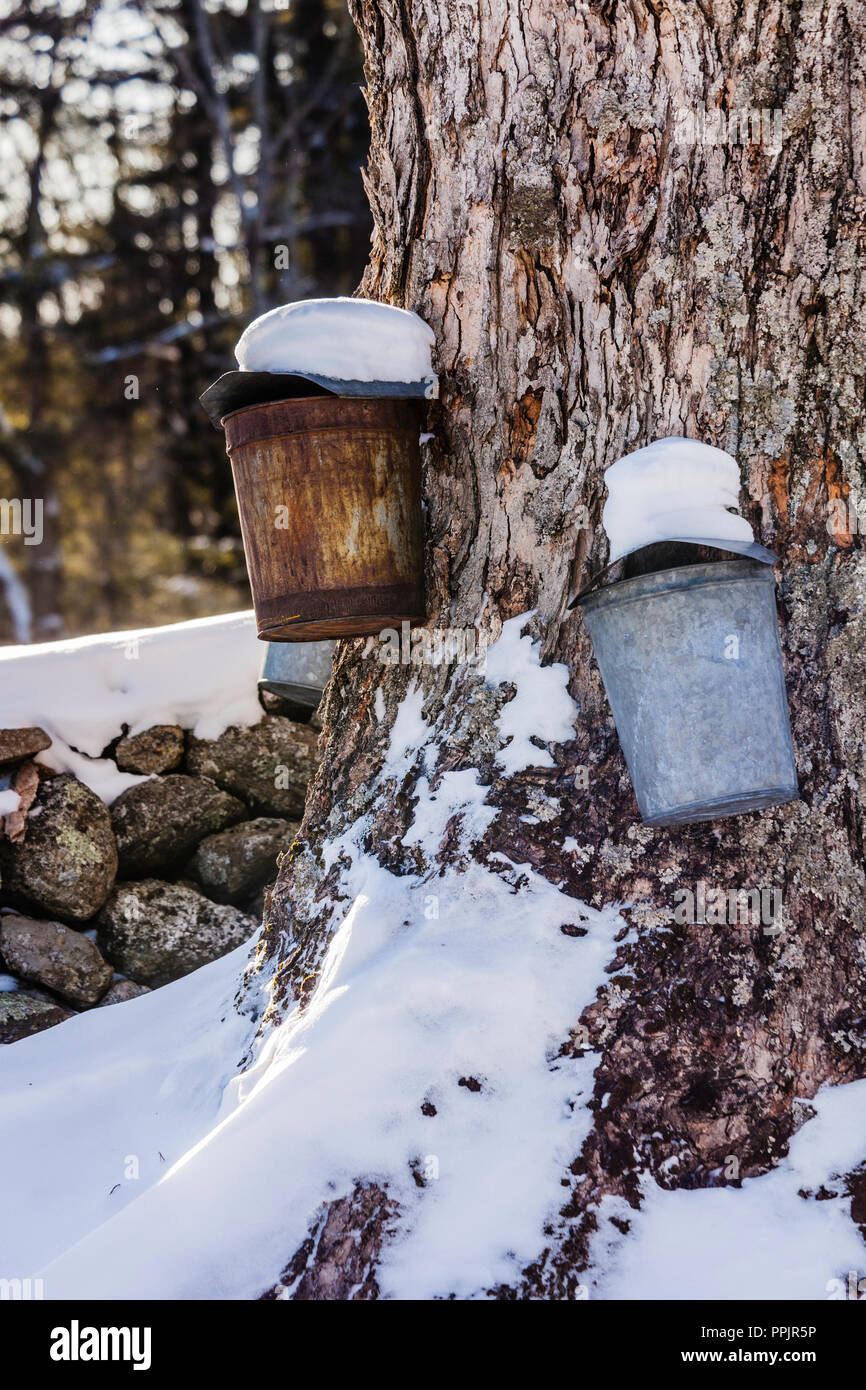 Maple Syrup Sap Buckets Colebrook, Connecticut, USA Stock Photo Alamy