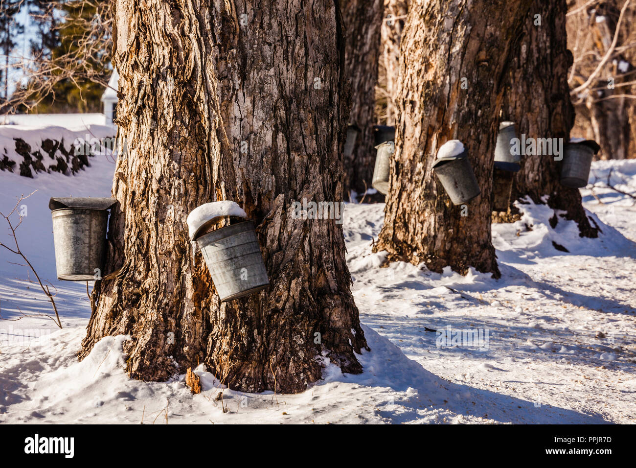 Maple Syrup Sap Buckets Colebrook, Connecticut, USA Stock Photo Alamy