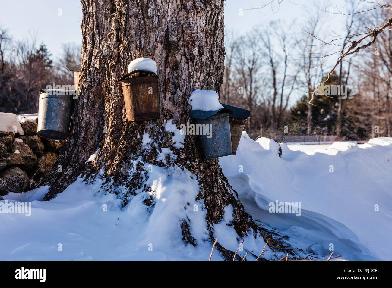 Maple Syrup Sap Buckets Colebrook, Connecticut, USA Stock Photo Alamy