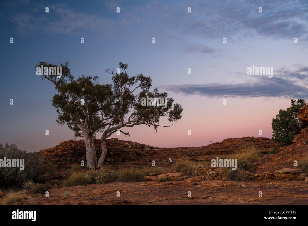 Lone gumtree eucalyptus in Kings Canyon, Northern Territory, Australia