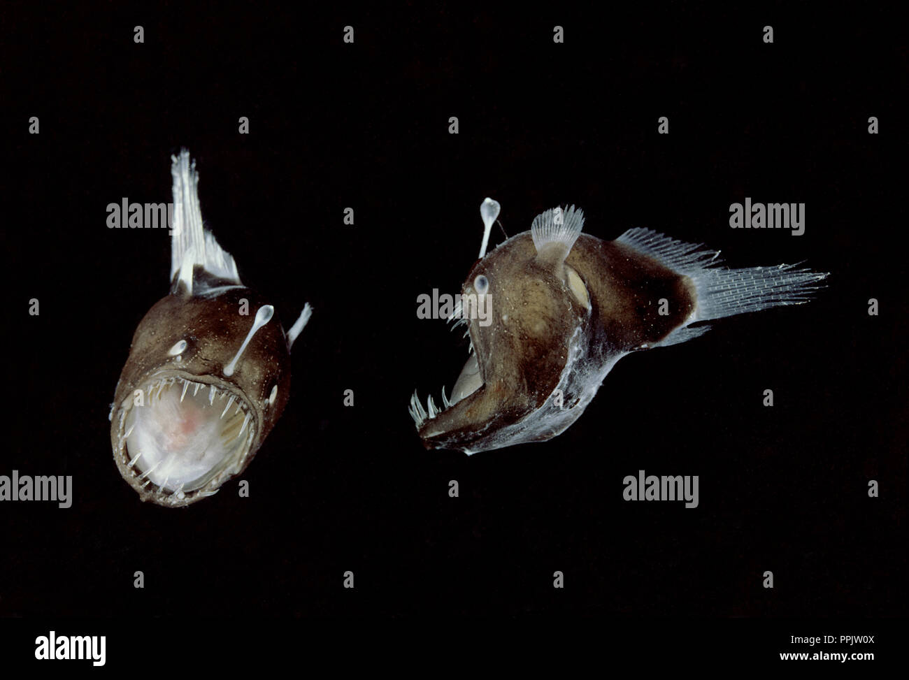 Humpback anglerfish Melanocetus johnsonii from deep sea is species of  black seadevil Stock Photo